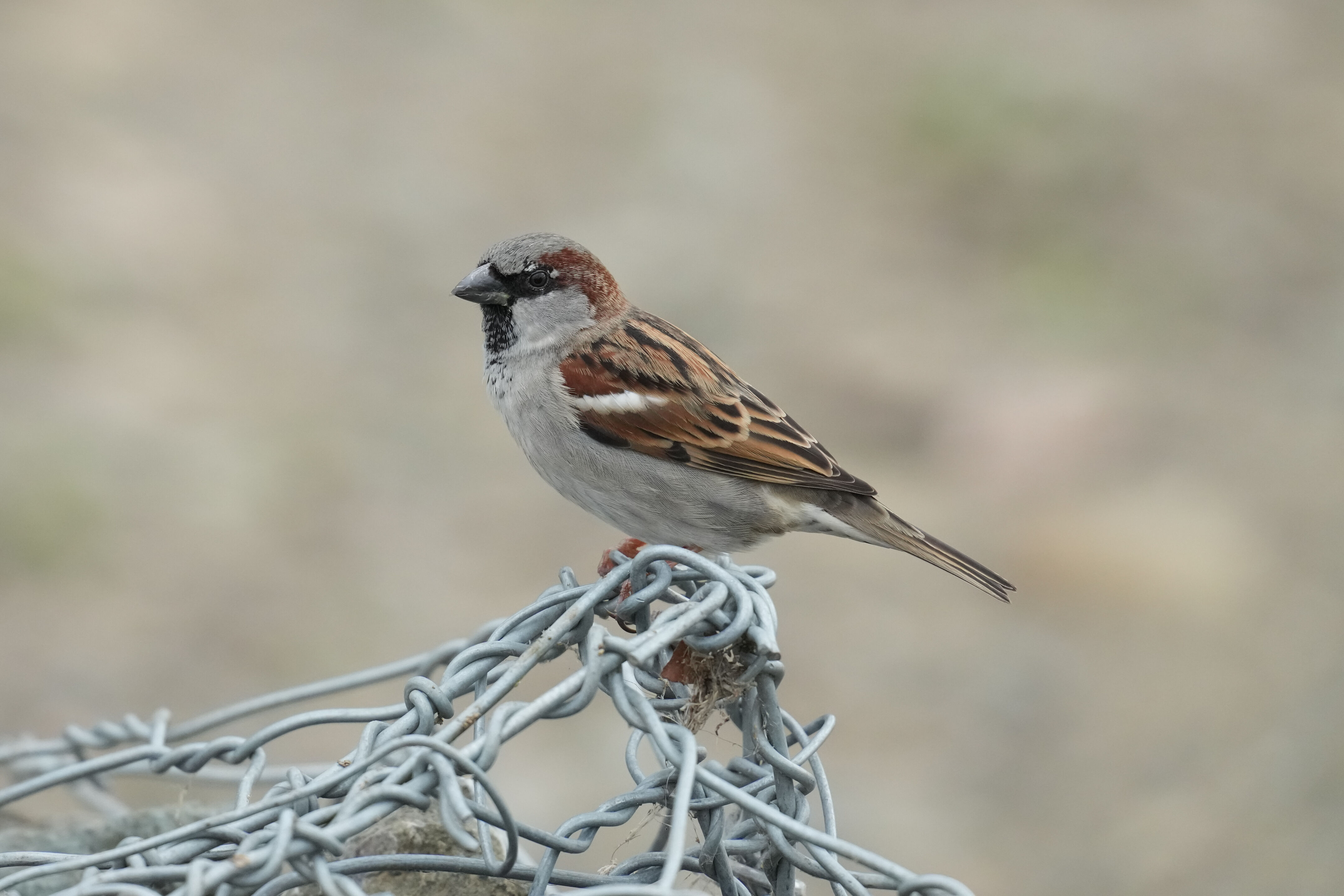 Los Gatos Creek County Park