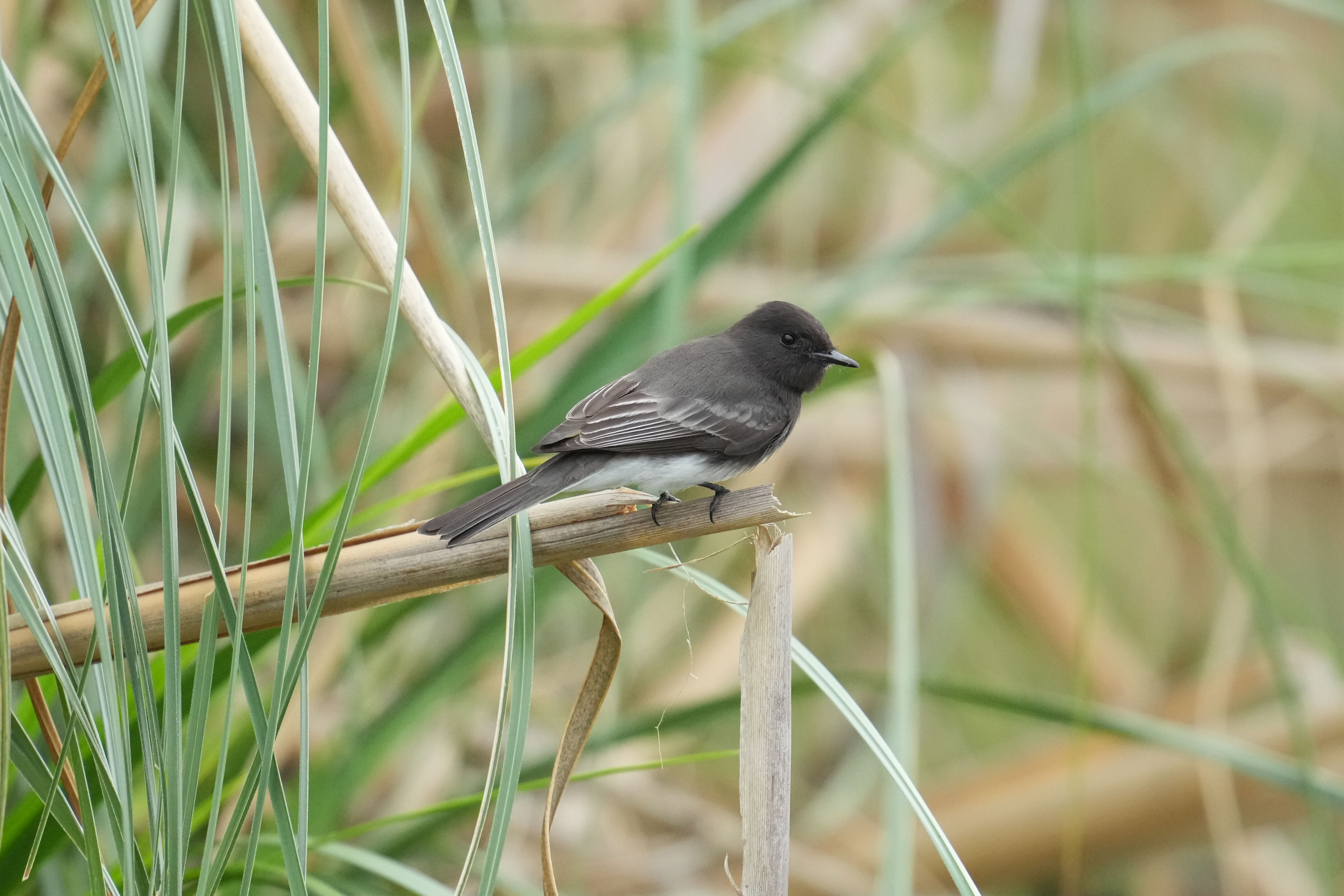 Los Gatos Creek County Park
