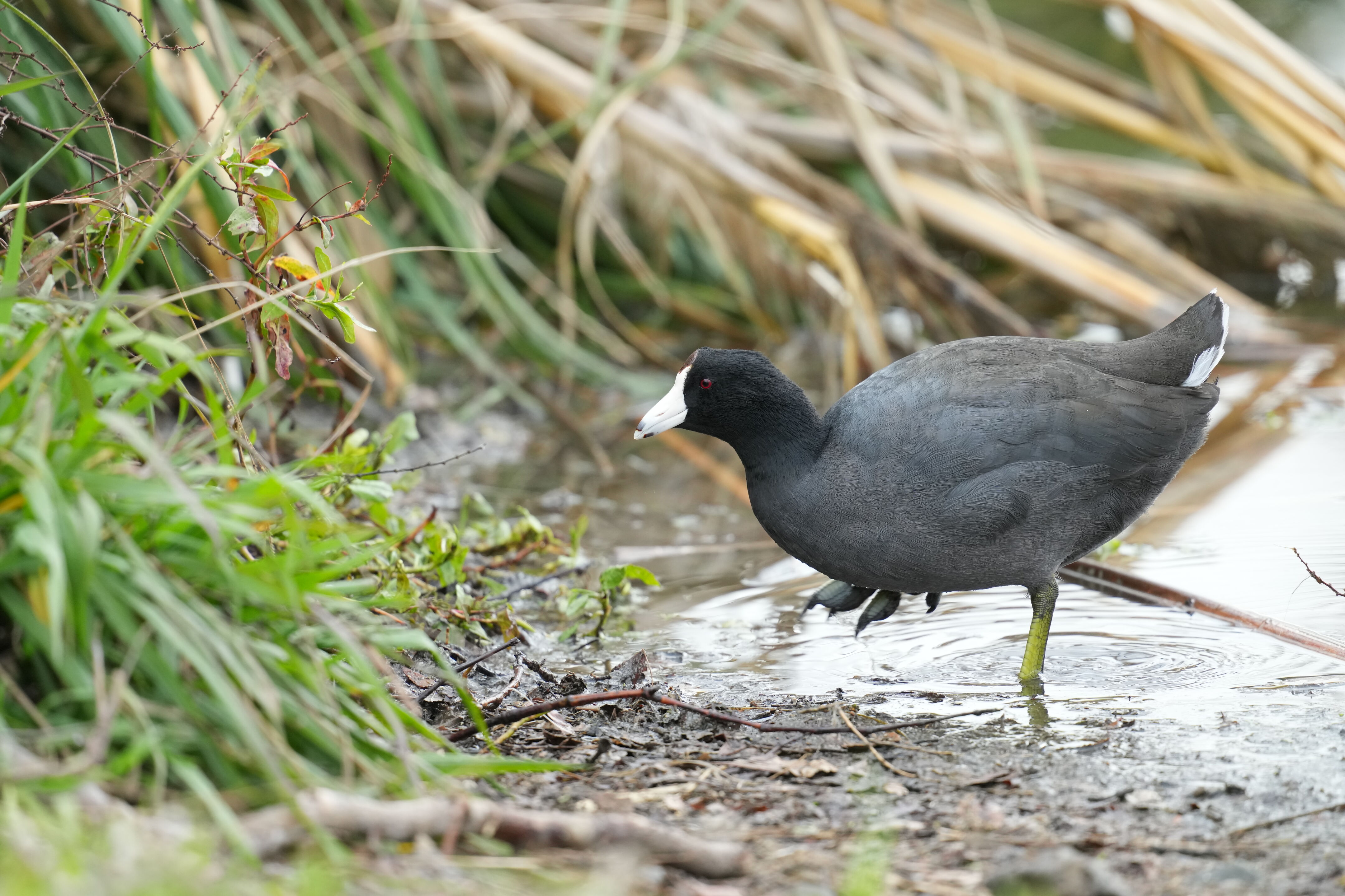 Los Gatos Creek County Park