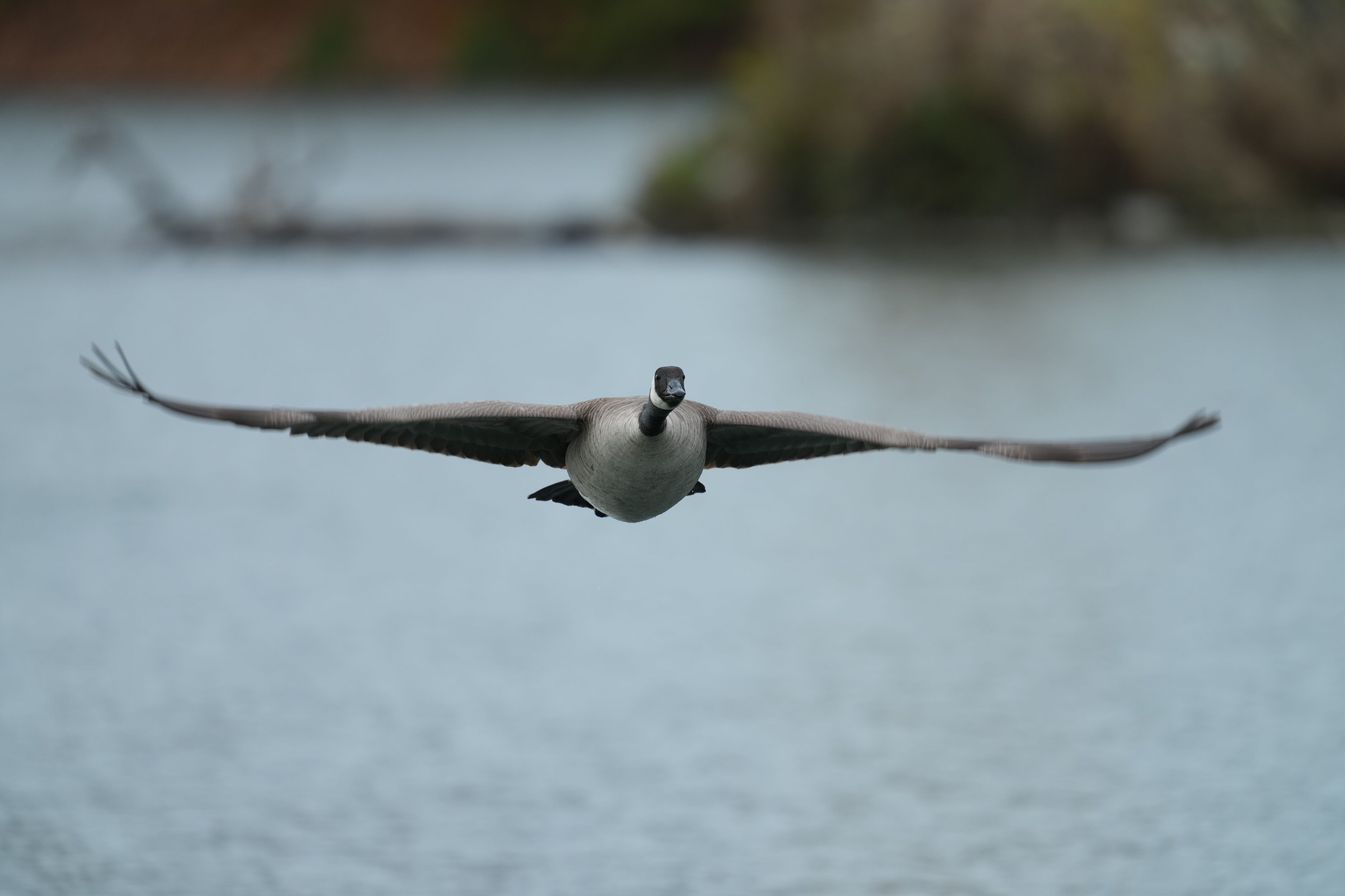 Los Gatos Creek County Park
