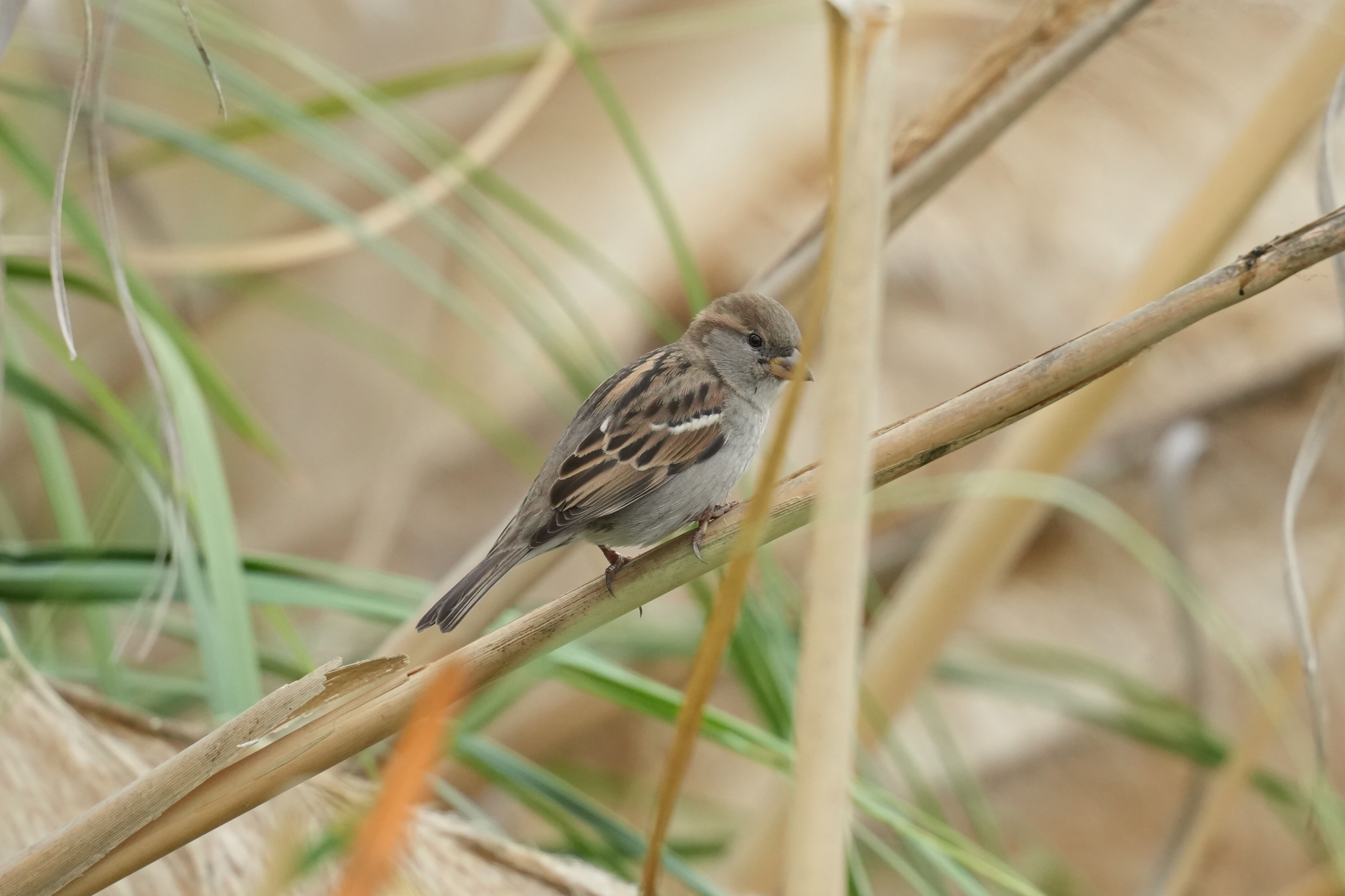 Los Gatos Creek County Park