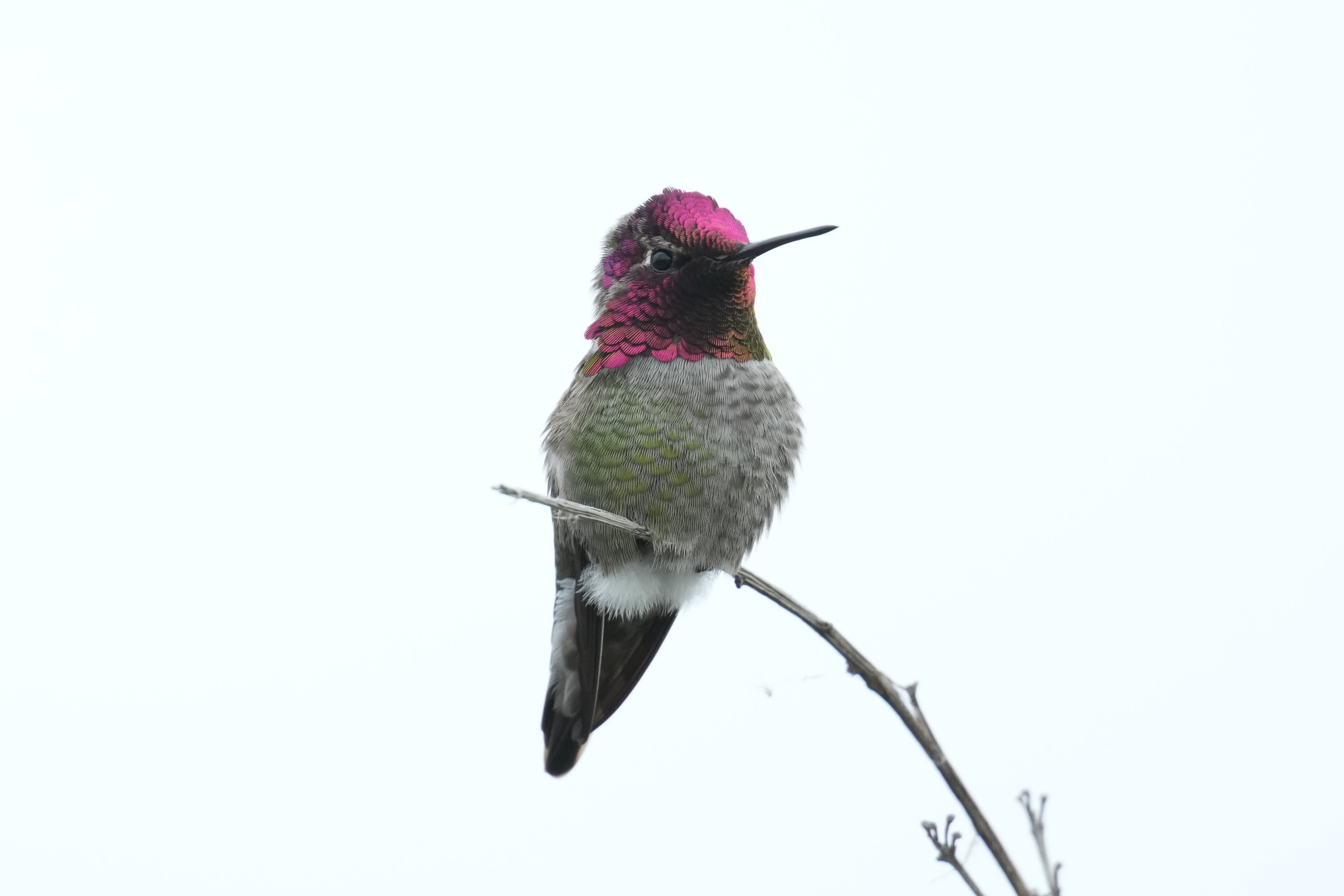 Los Gatos Creek County Park