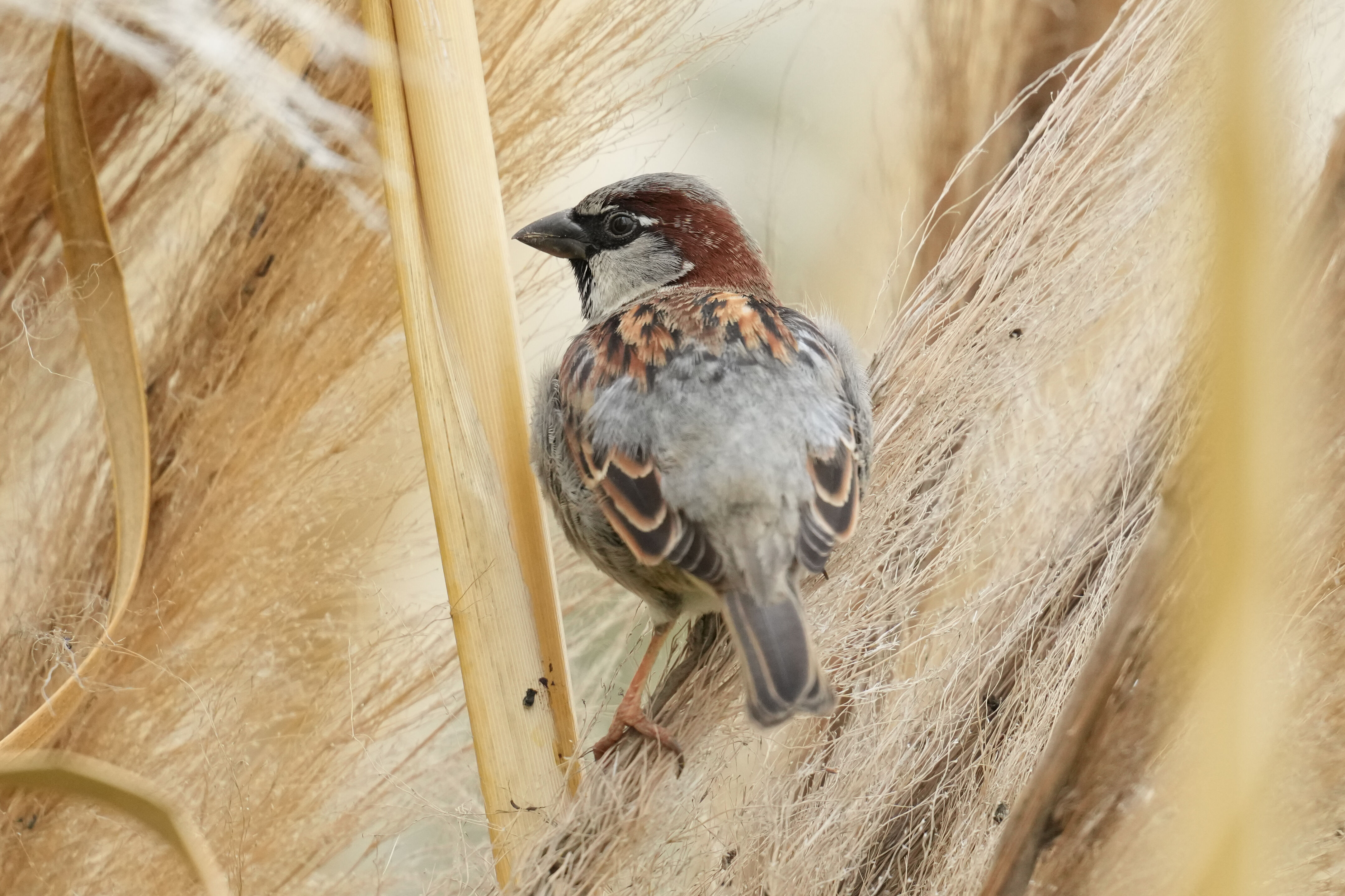 Los Gatos Creek County Park