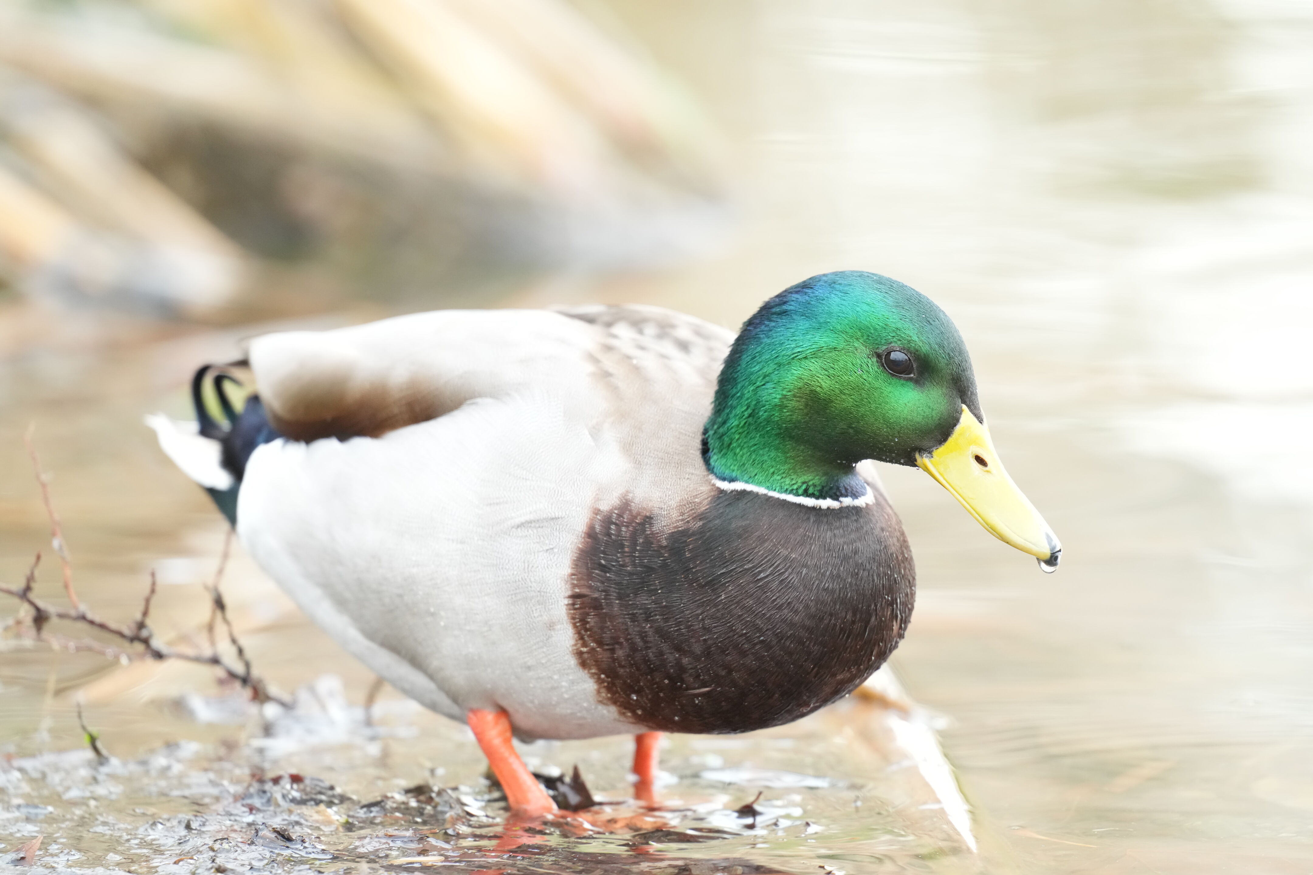 Los Gatos Creek County Park