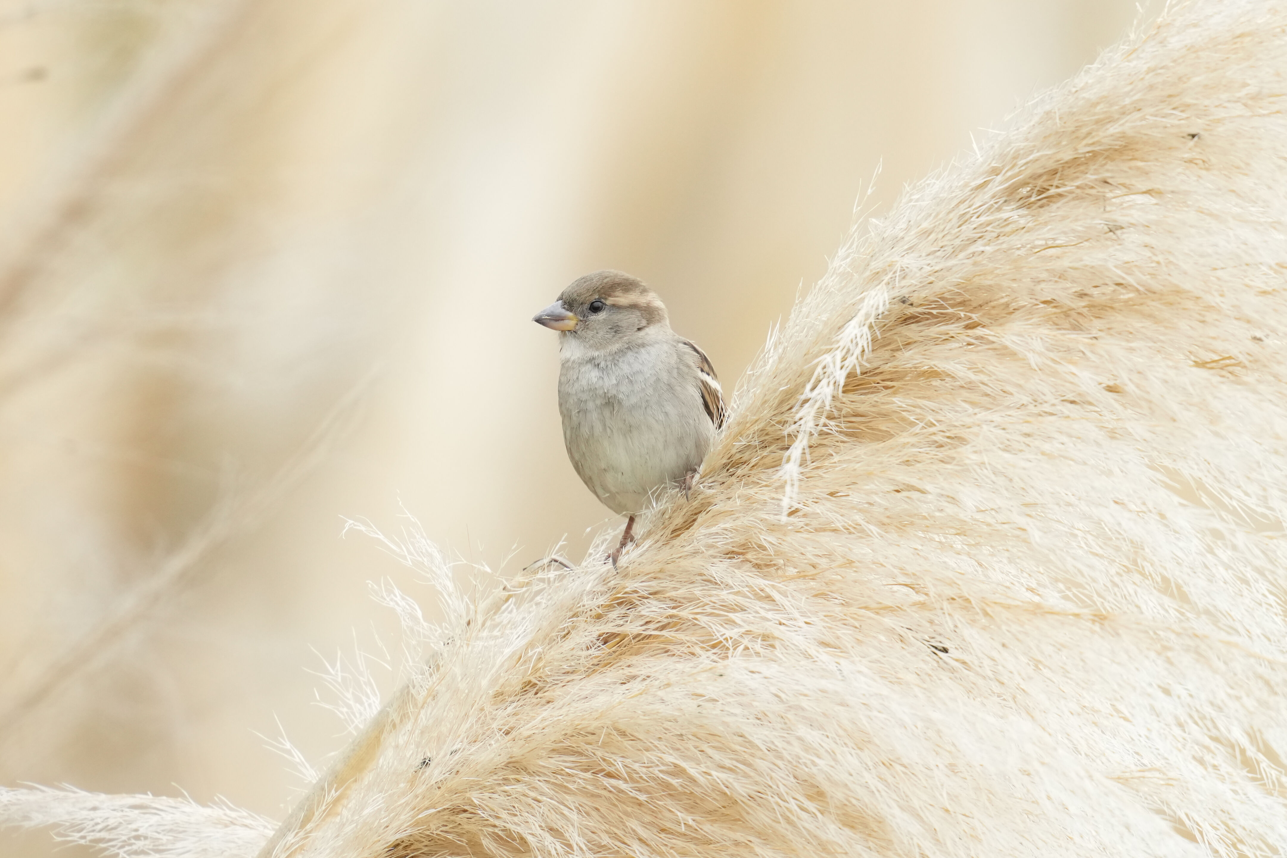 Los Gatos Creek County Park