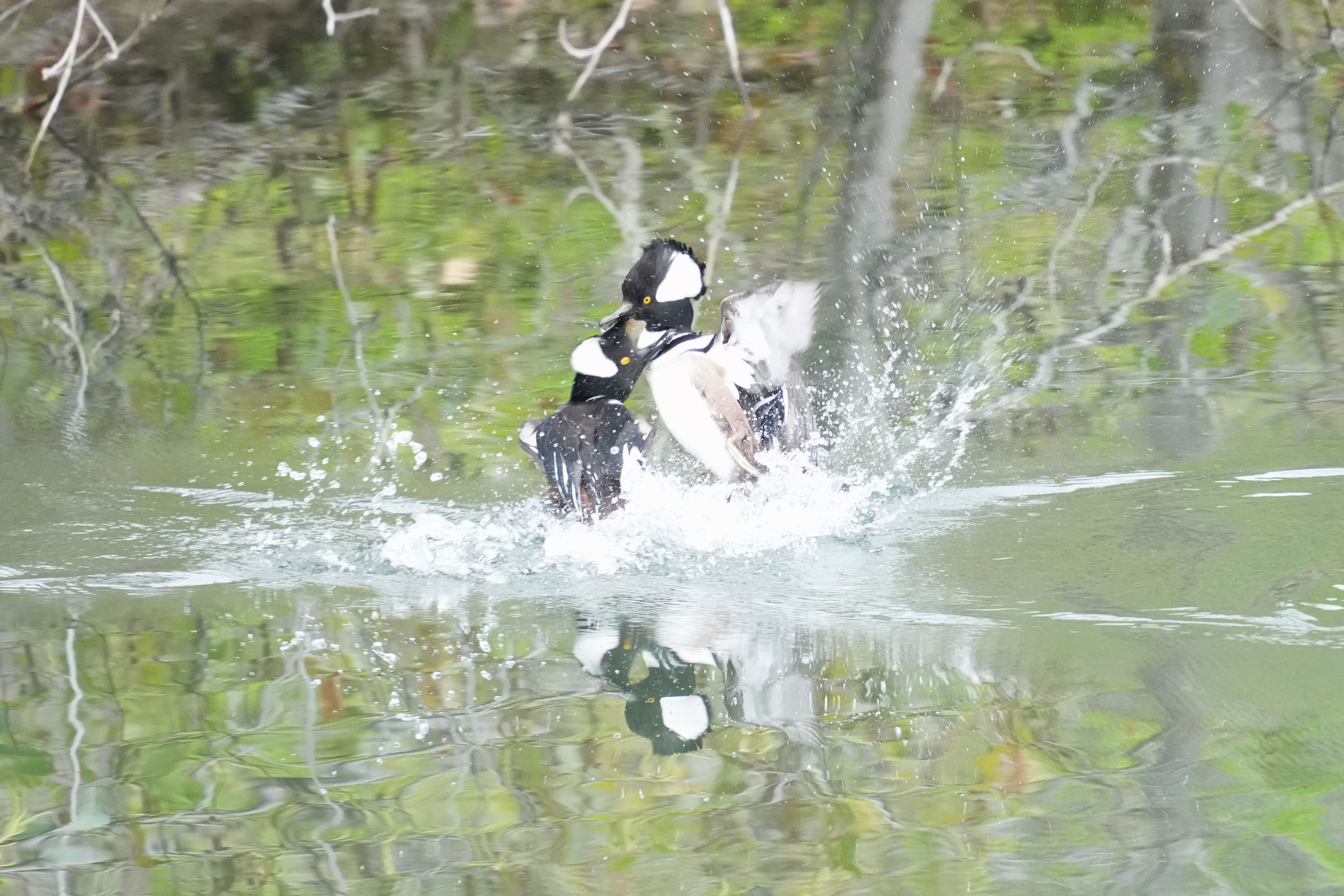 Los Gatos Creek County Park