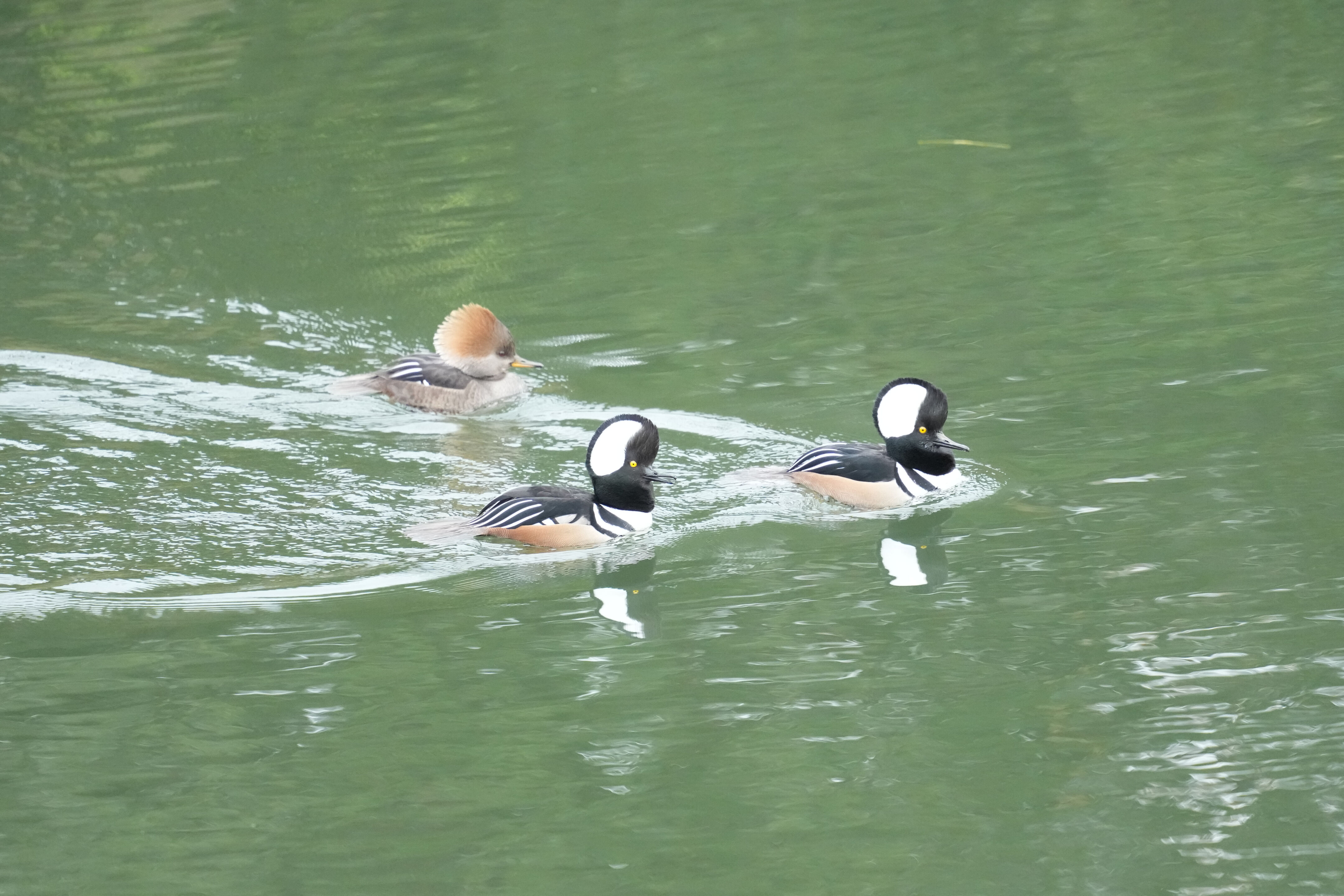 Los Gatos Creek County Park