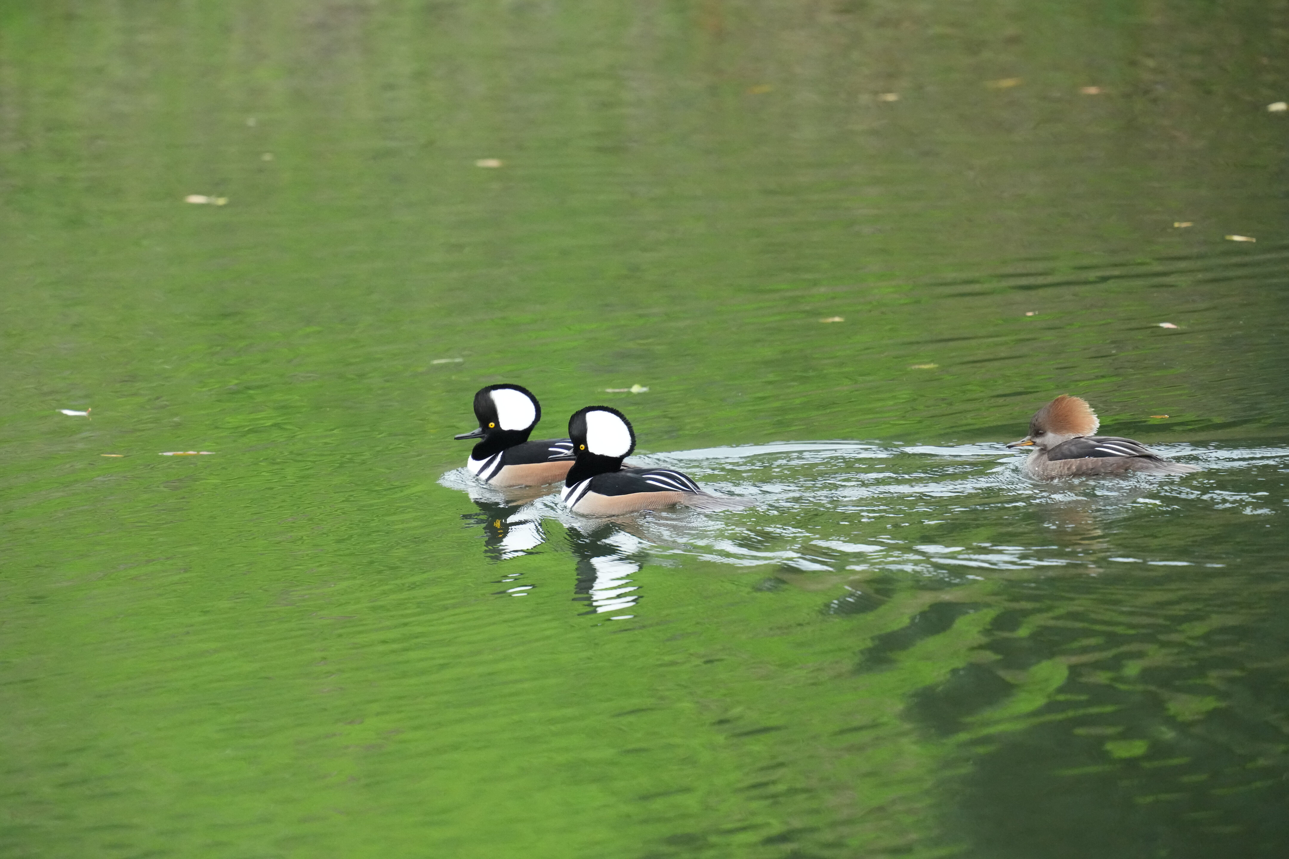 Los Gatos Creek County Park