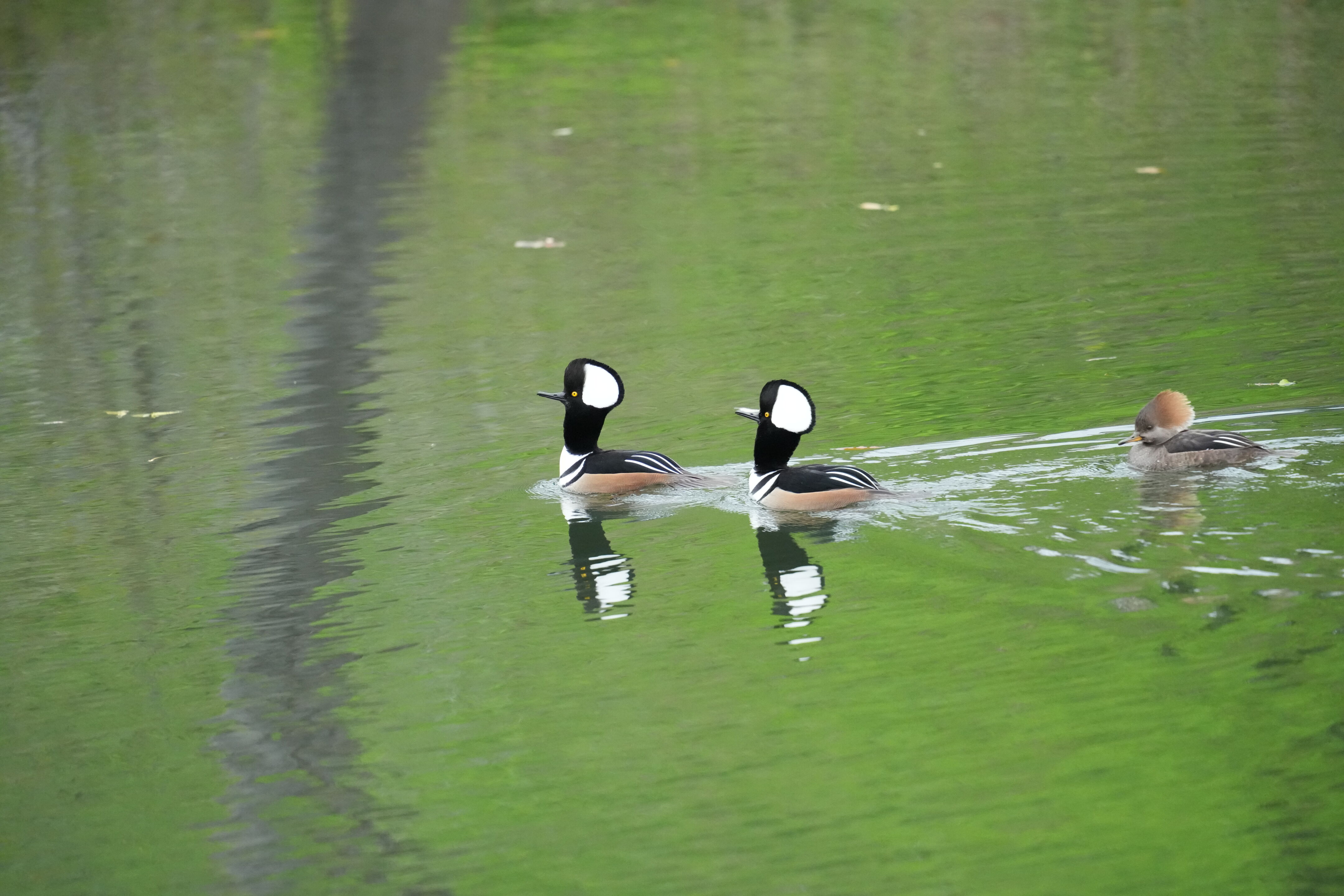 Los Gatos Creek County Park