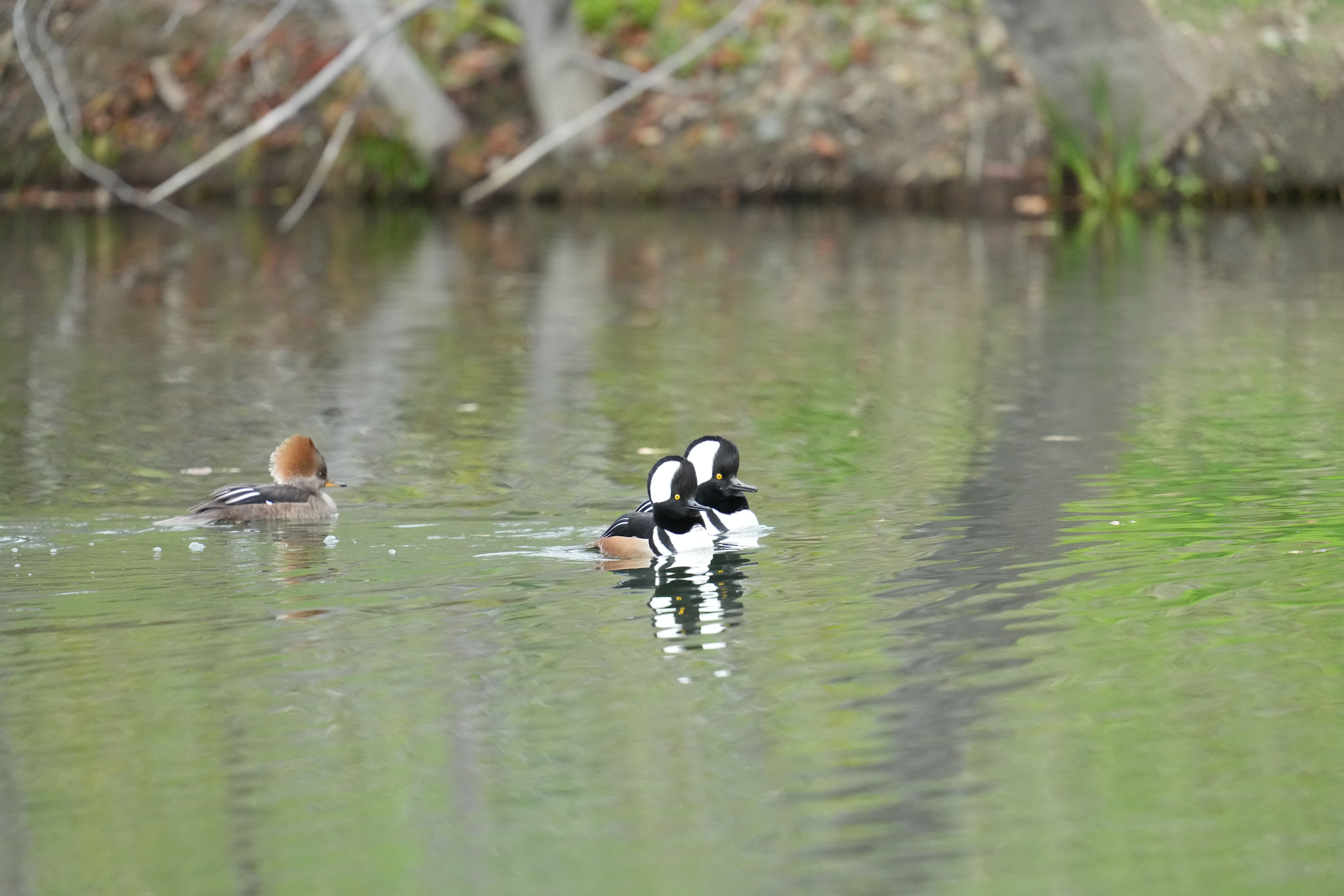 Los Gatos Creek County Park