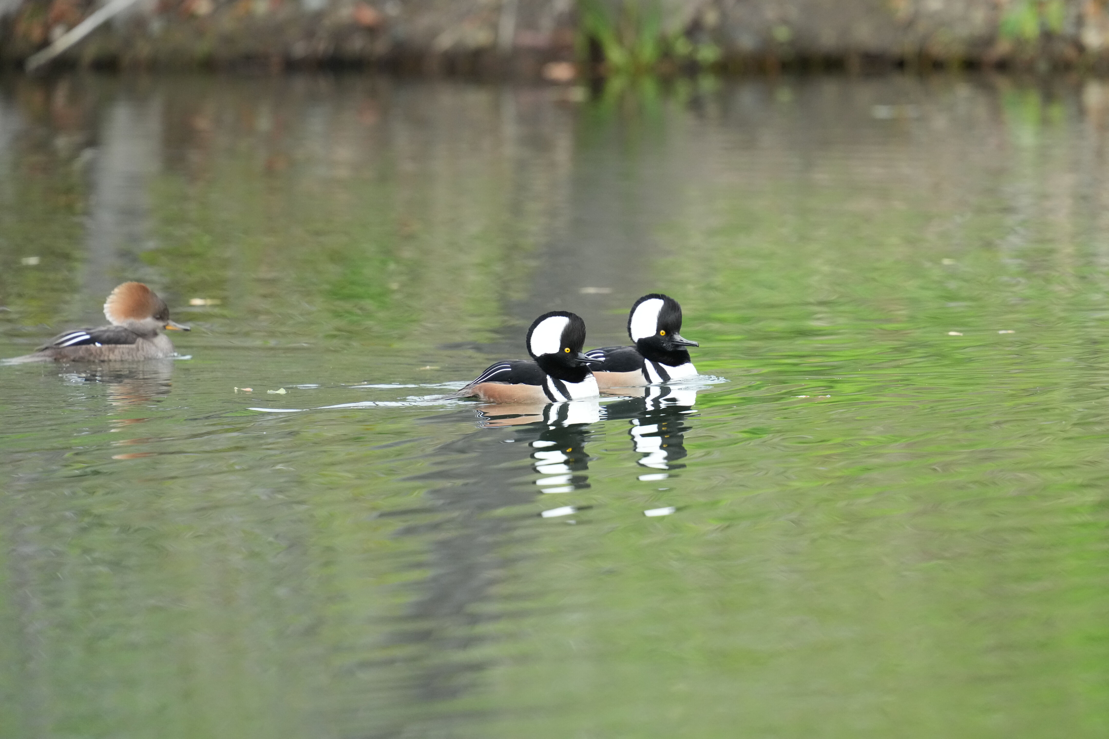 Los Gatos Creek County Park
