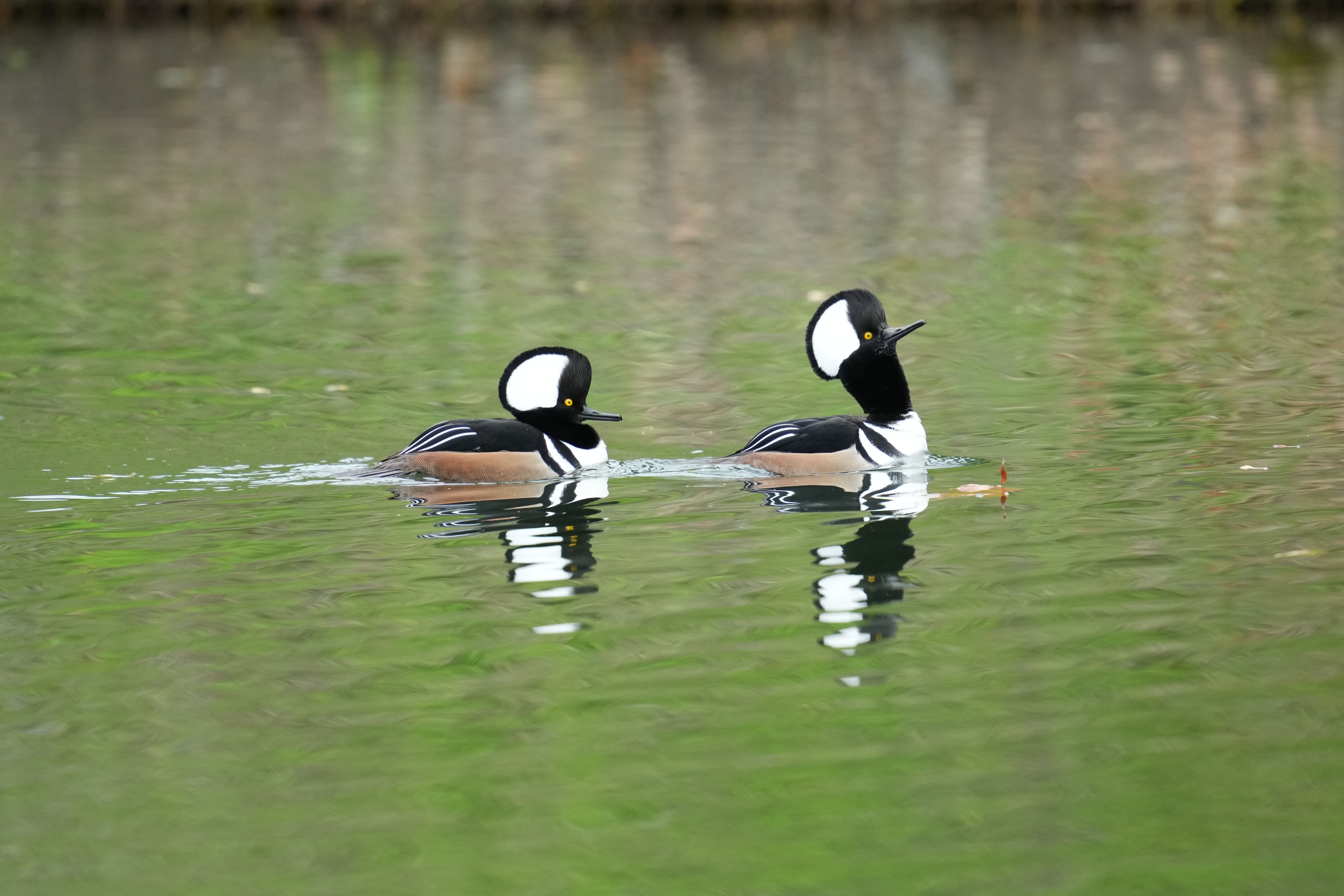 Los Gatos Creek County Park