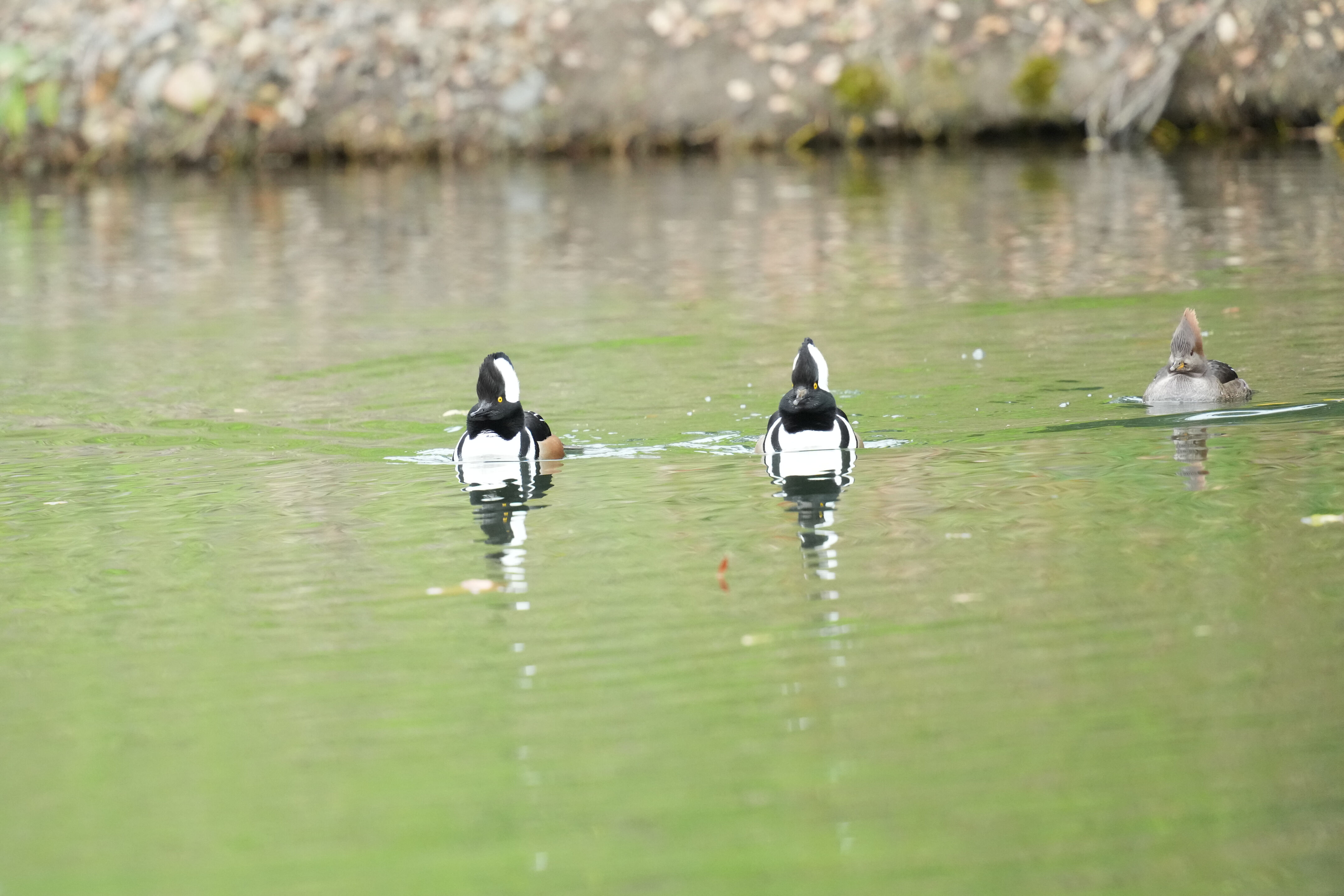 Los Gatos Creek County Park