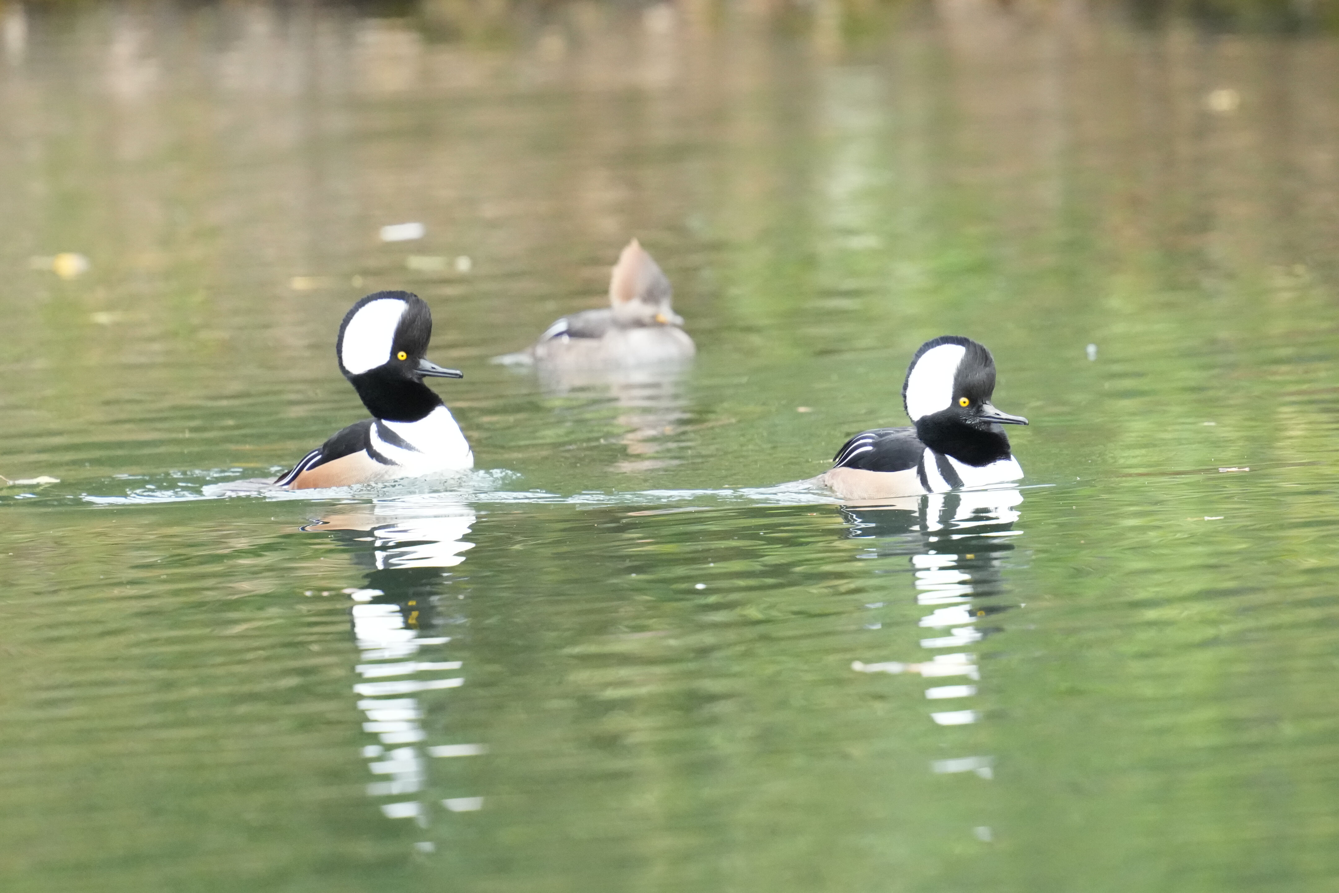 Los Gatos Creek County Park