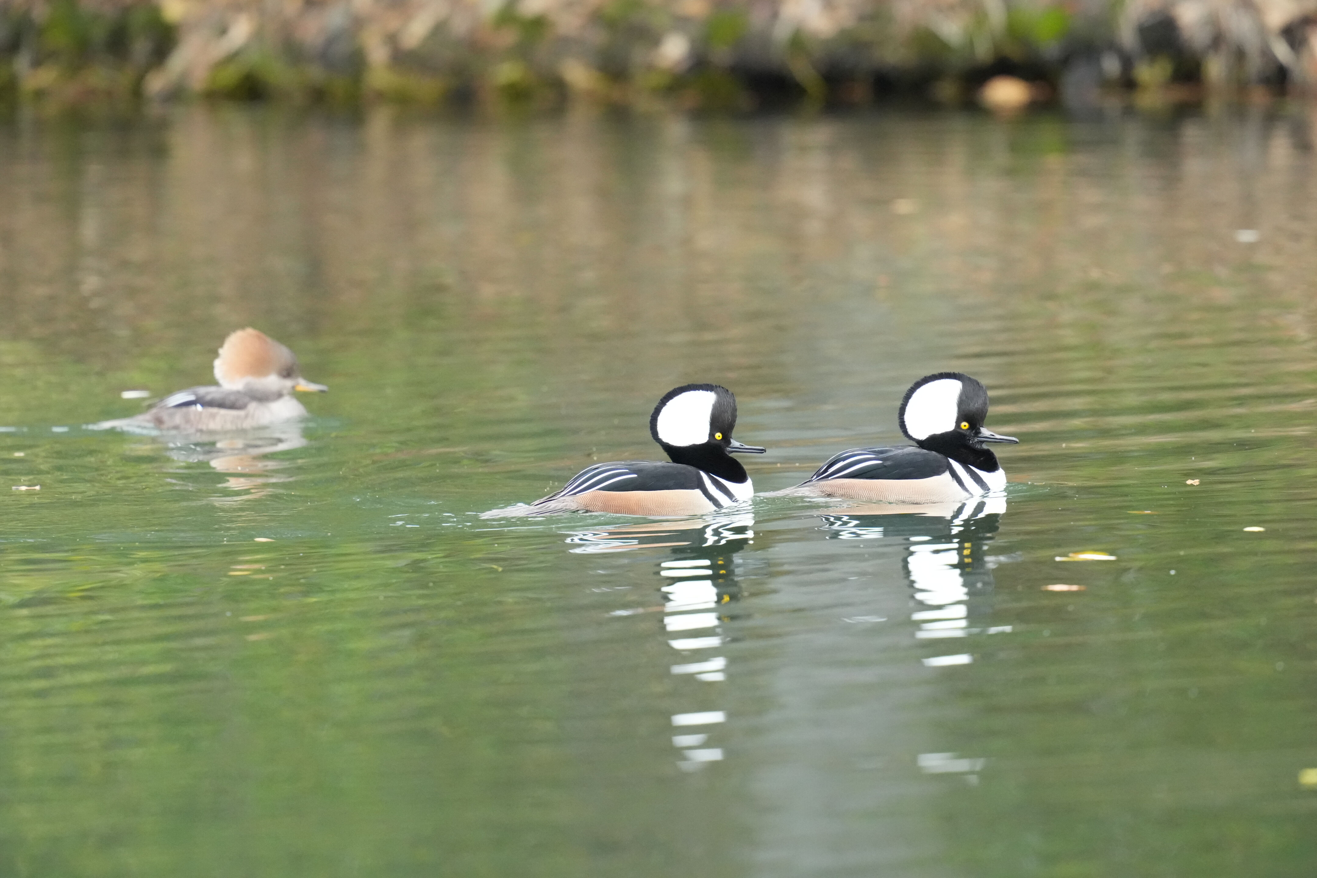 Los Gatos Creek County Park