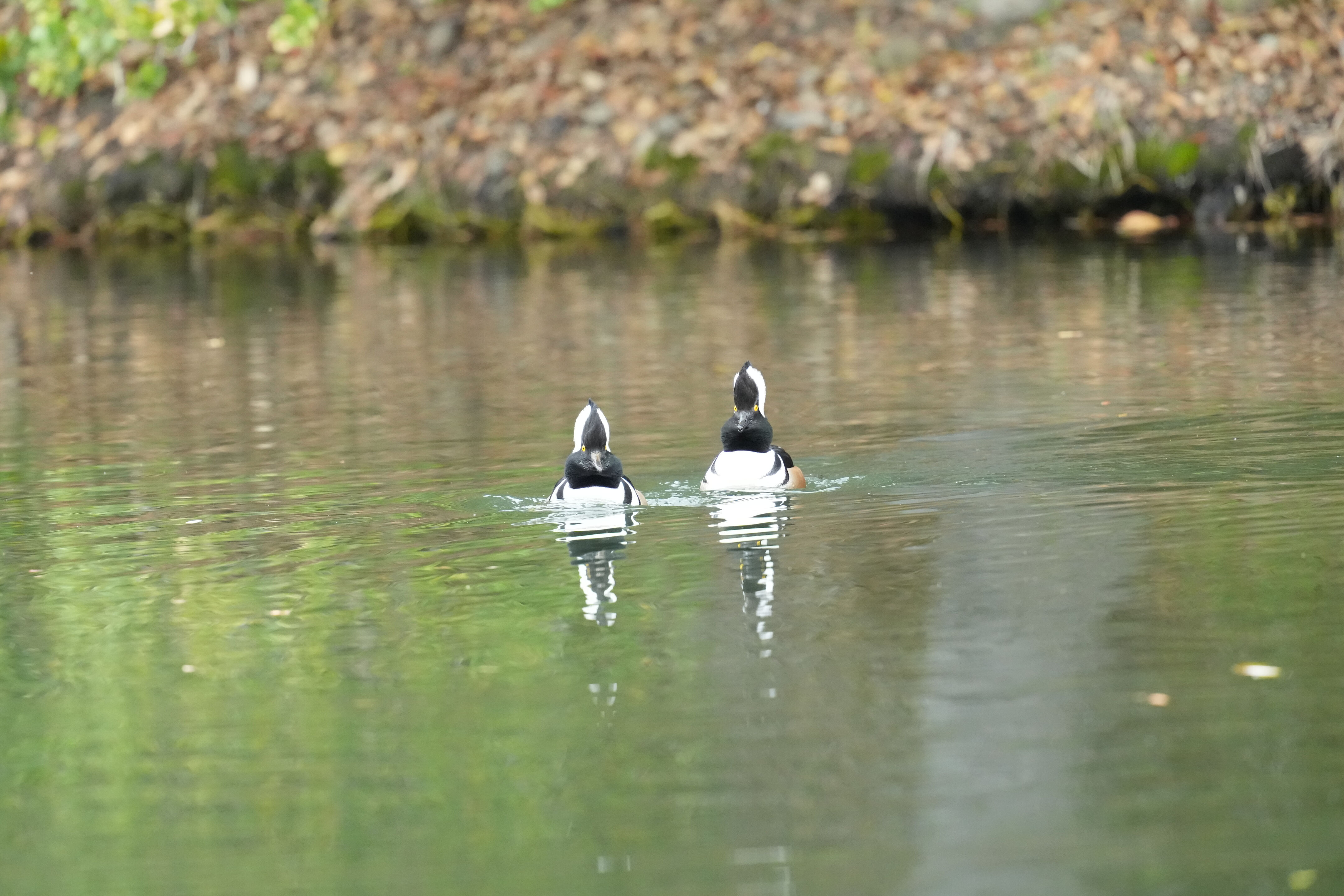 Los Gatos Creek County Park