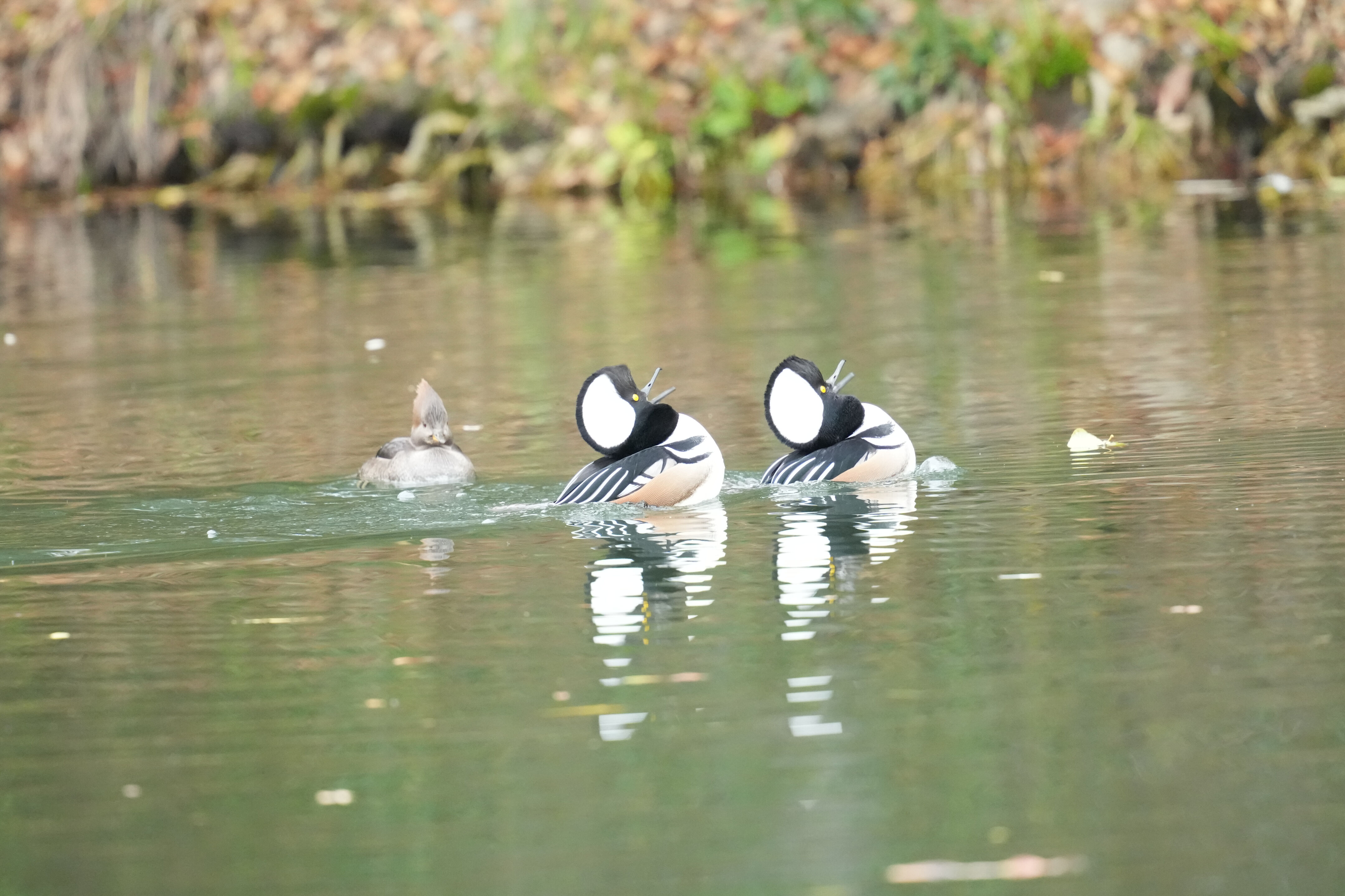 Los Gatos Creek County Park