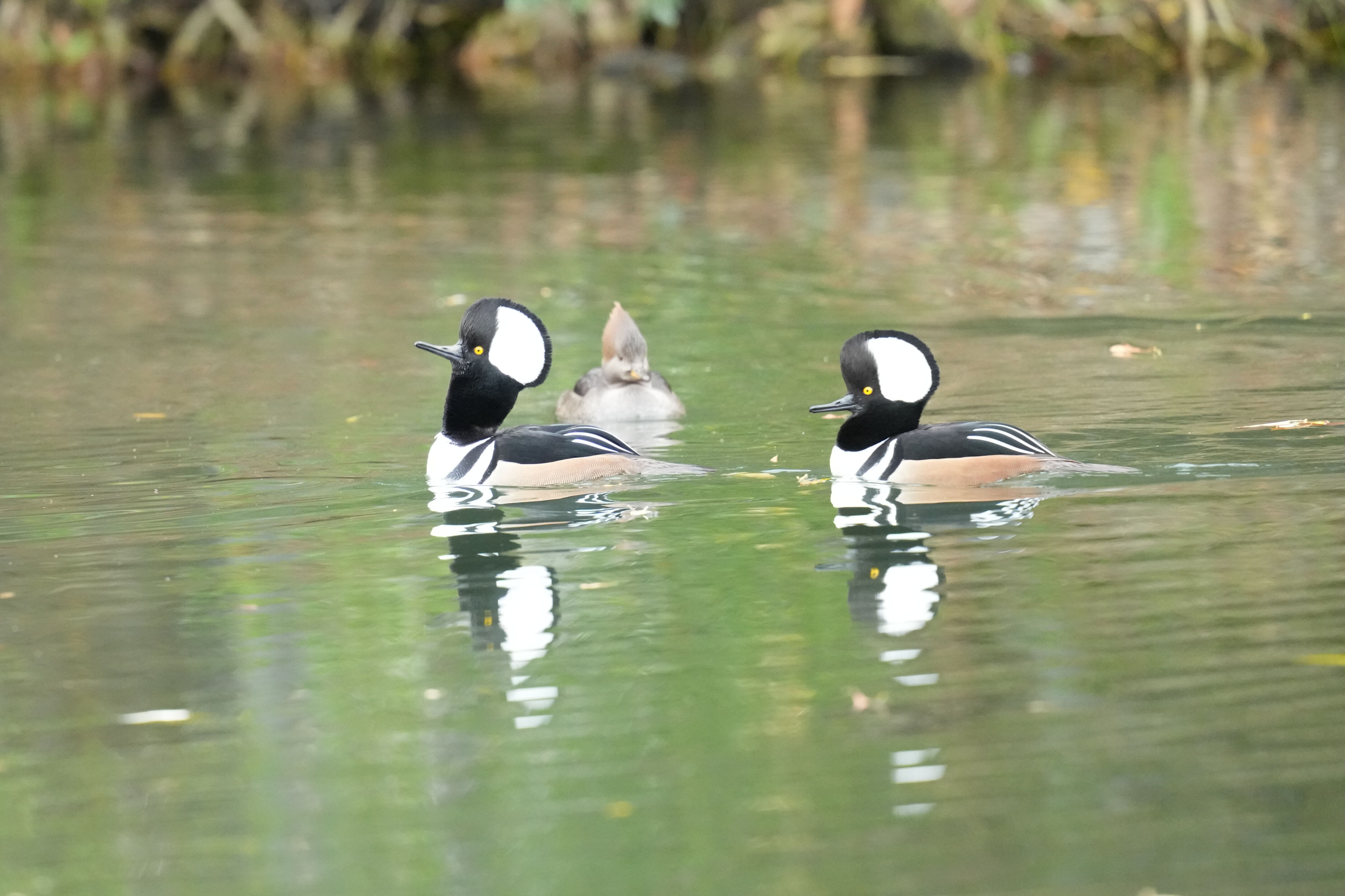 Los Gatos Creek County Park