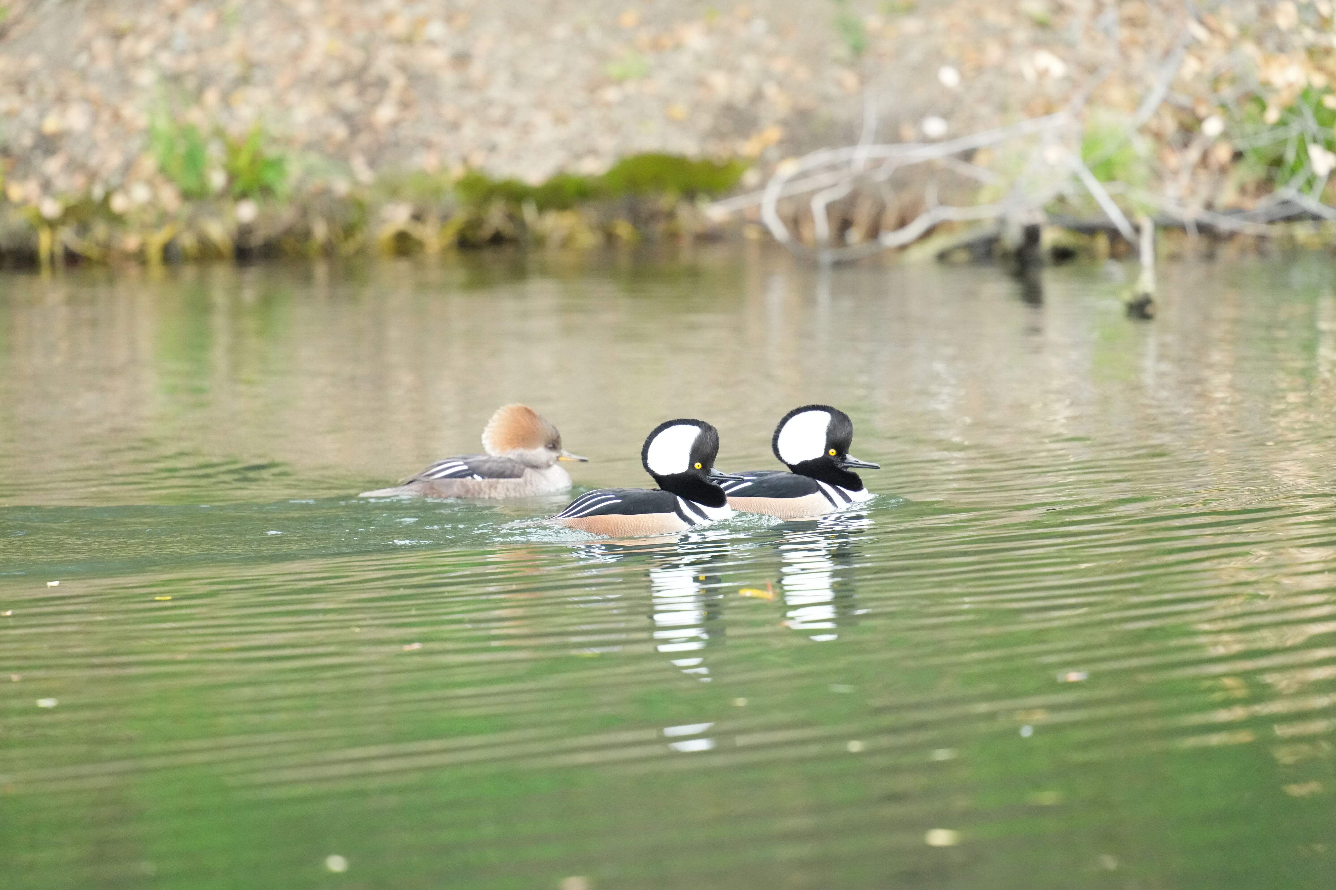 Los Gatos Creek County Park