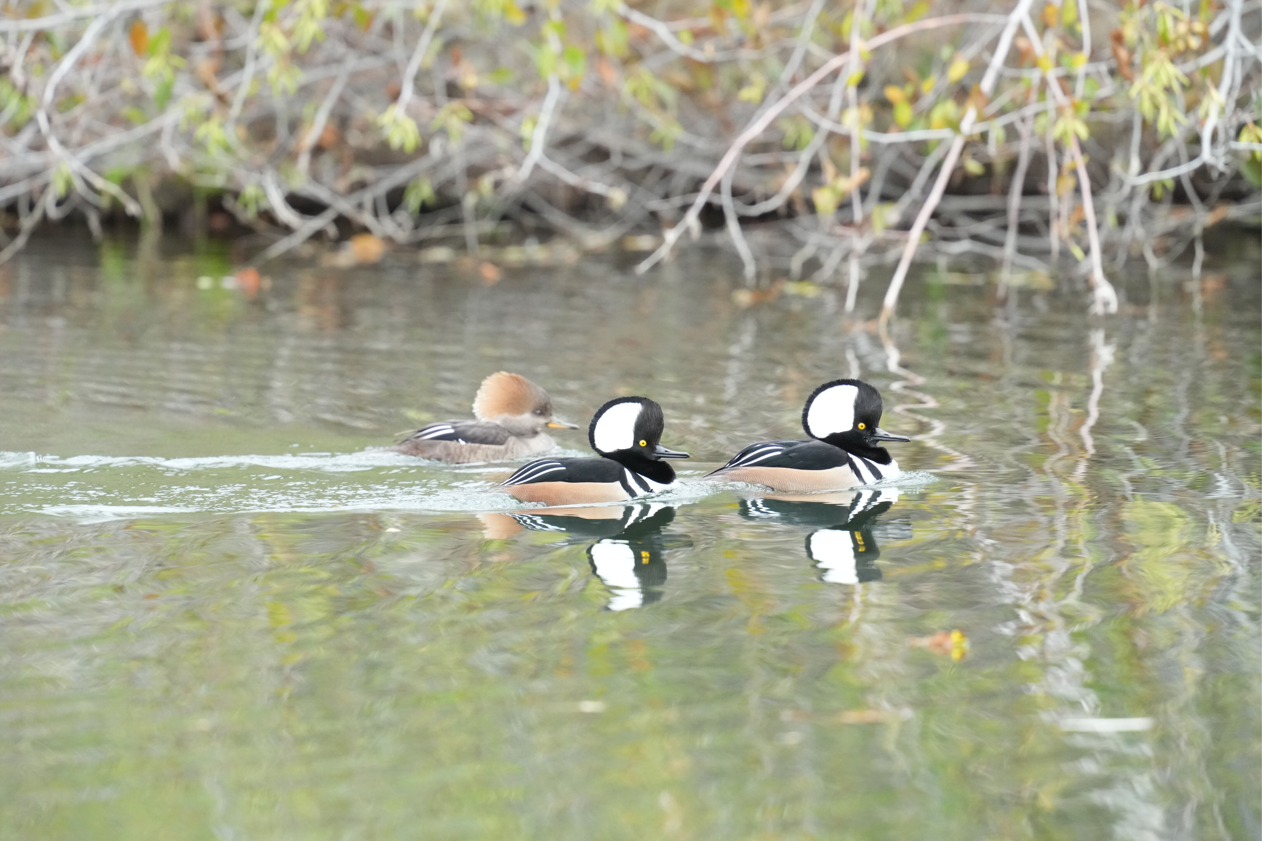Los Gatos Creek County Park