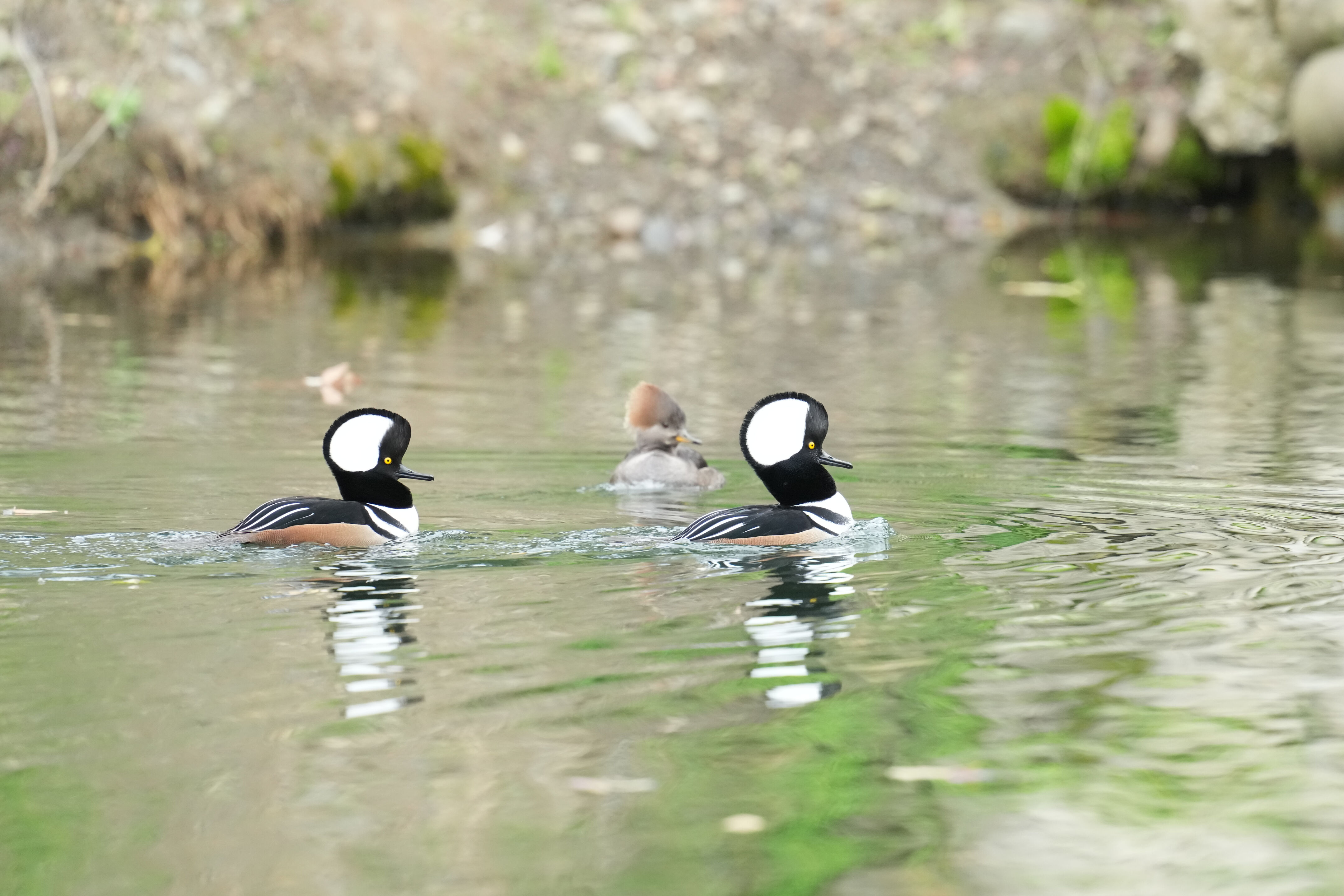 Los Gatos Creek County Park