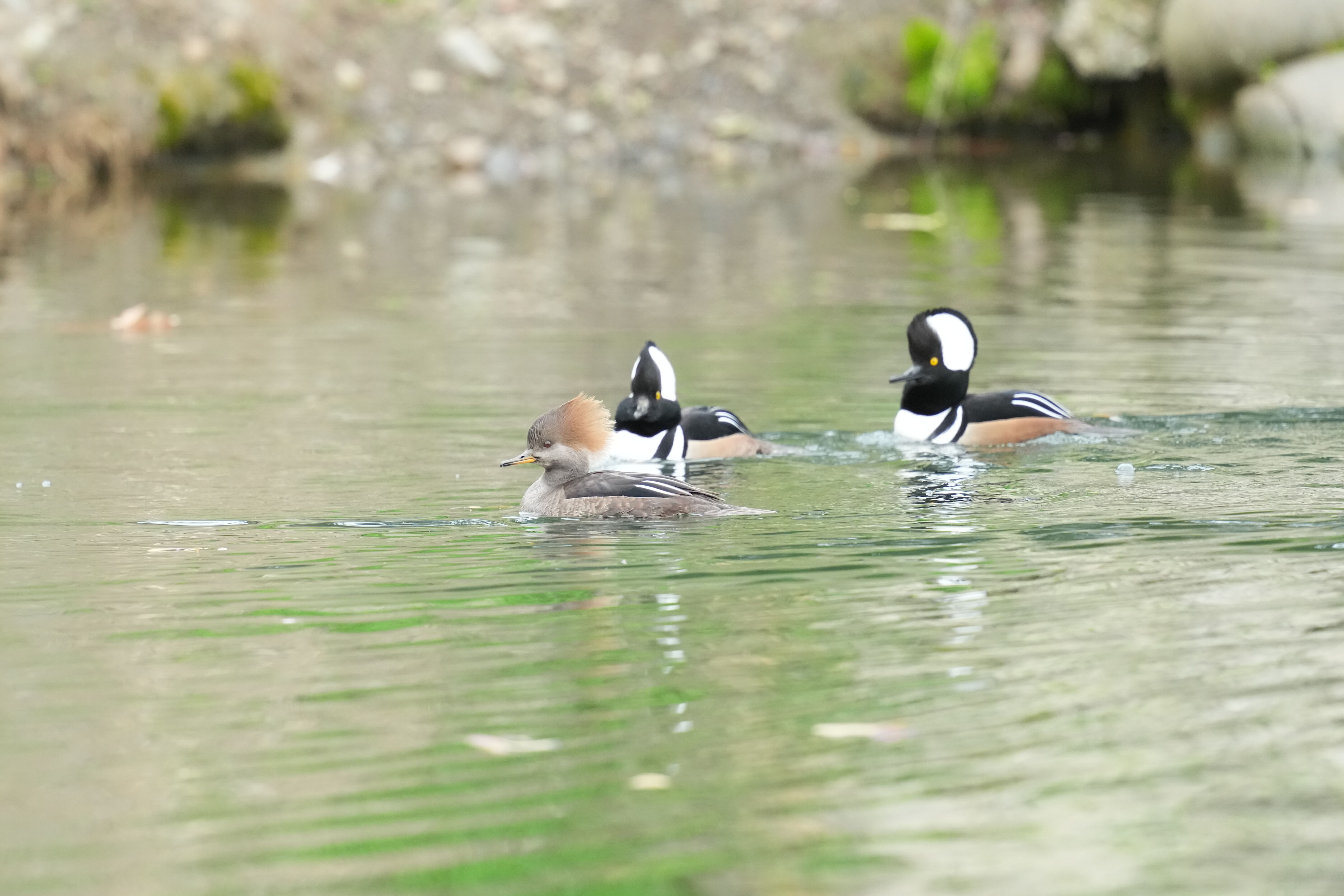 Los Gatos Creek County Park