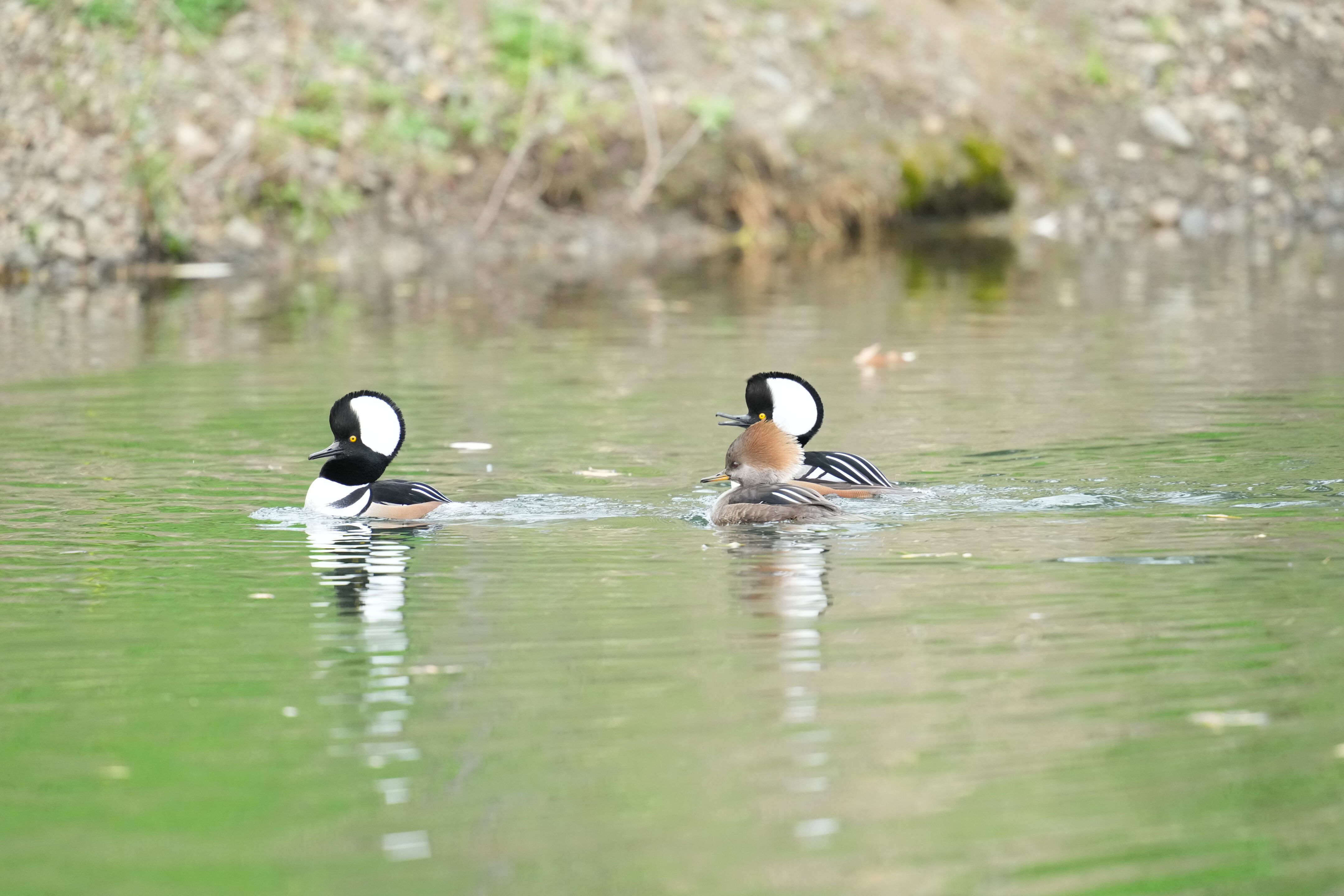 Los Gatos Creek County Park