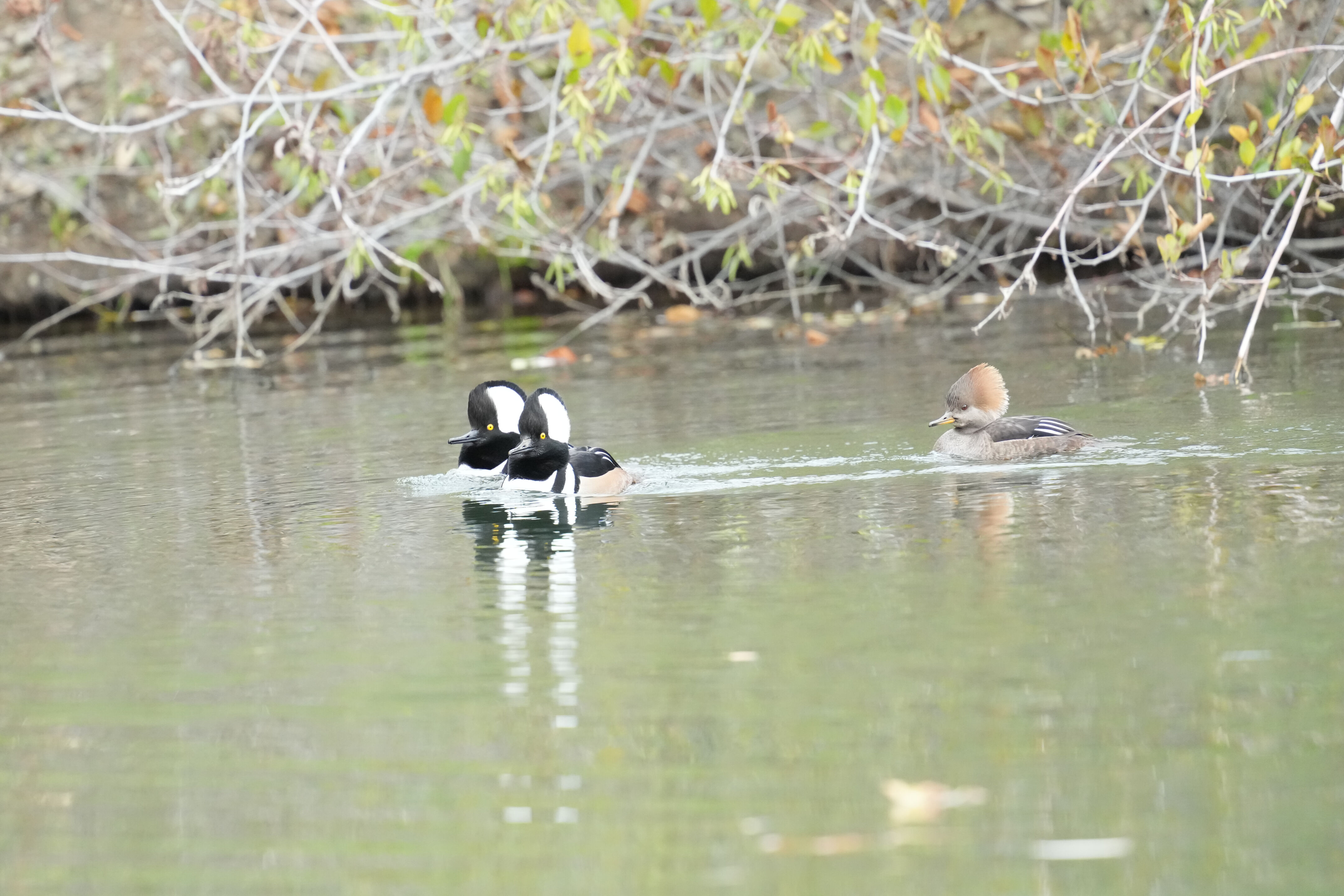 Los Gatos Creek County Park