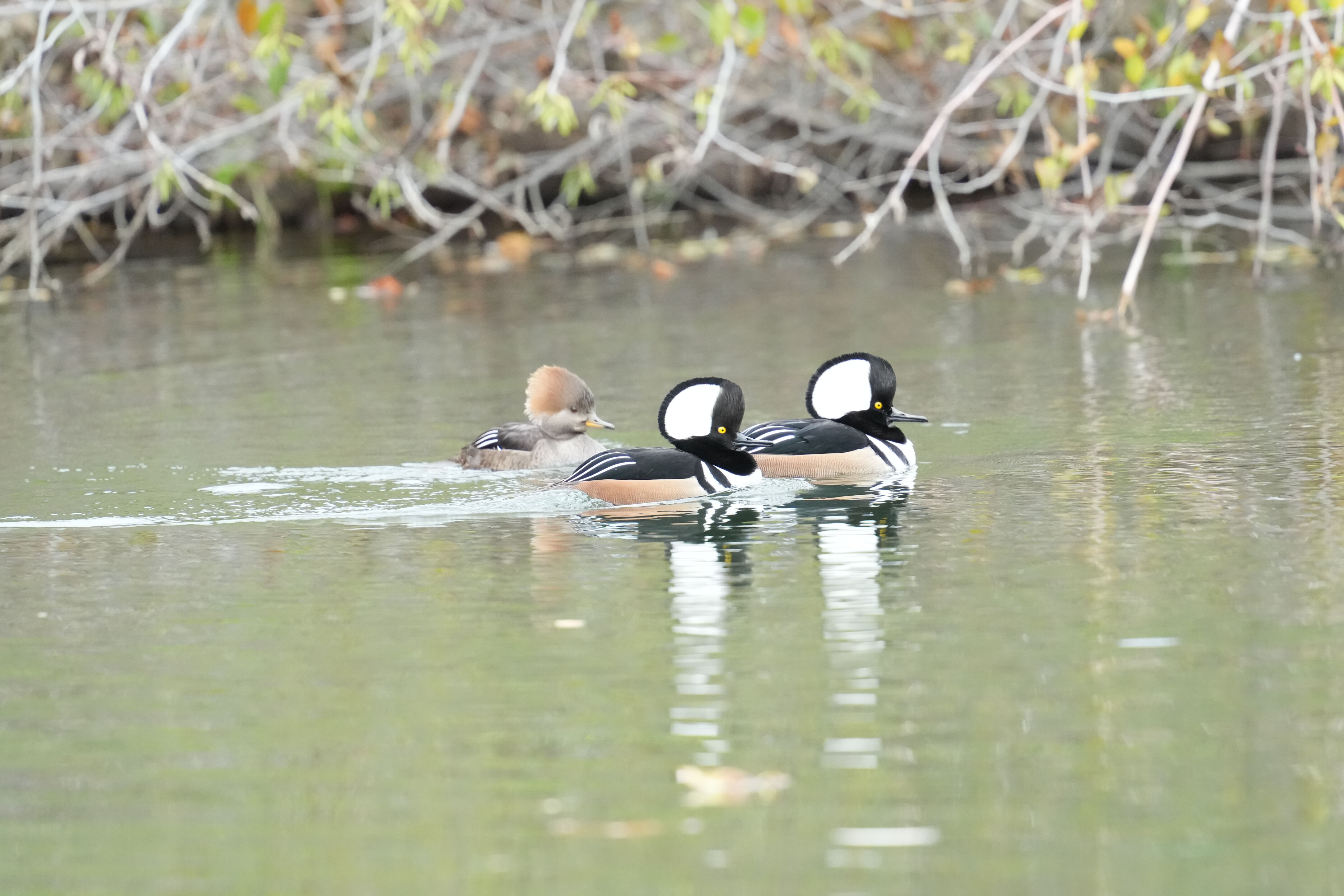 Los Gatos Creek County Park