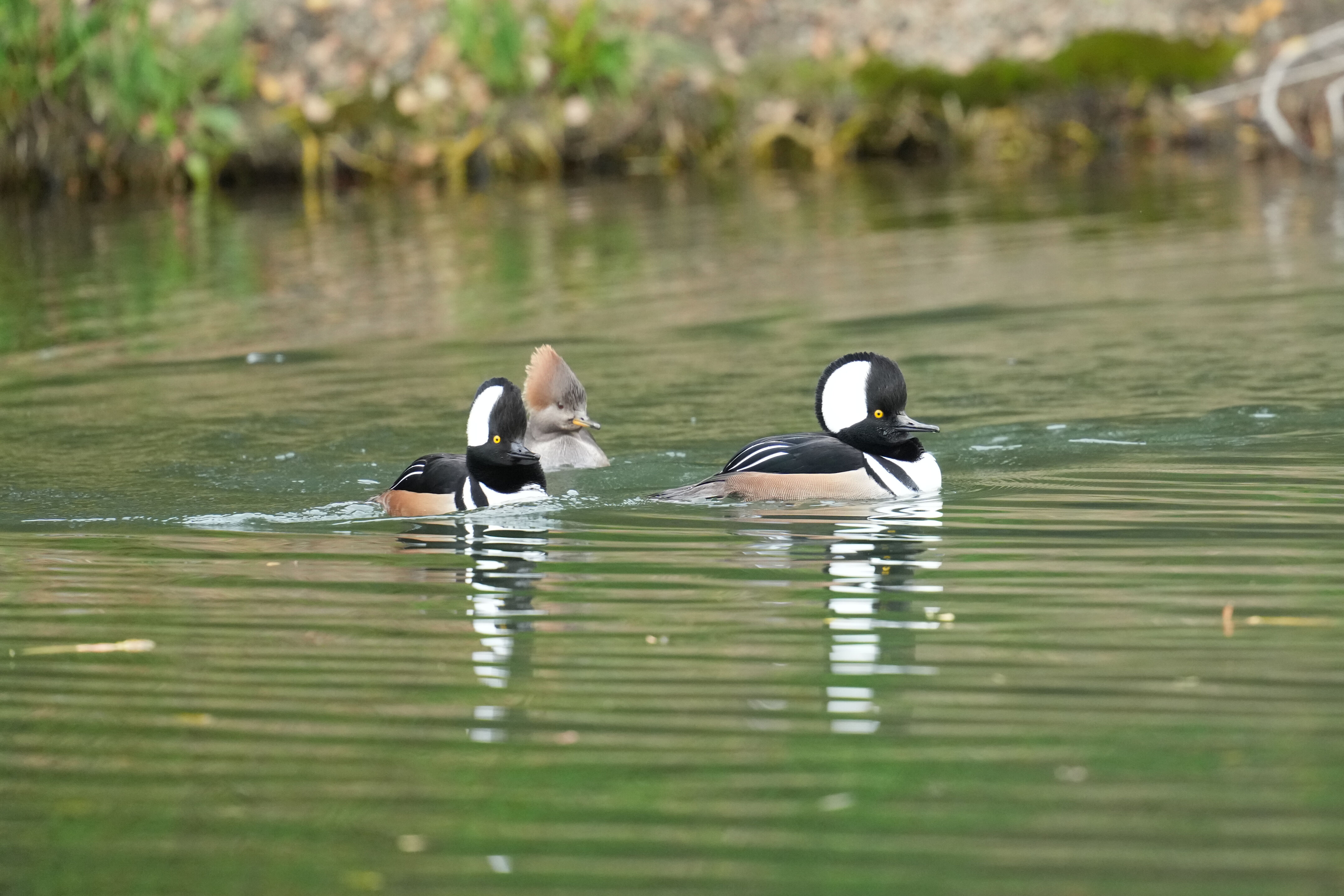 Los Gatos Creek County Park