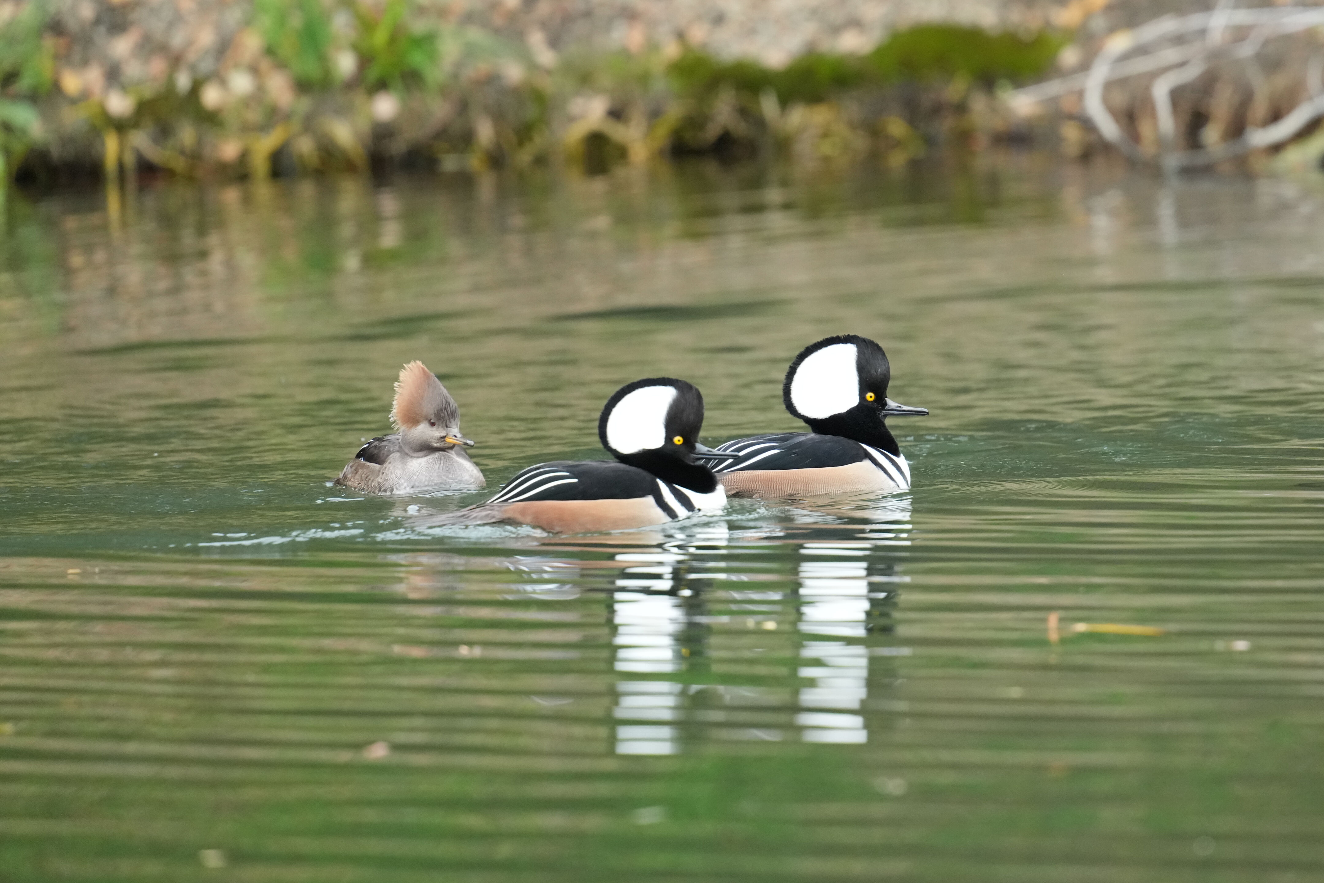 Los Gatos Creek County Park
