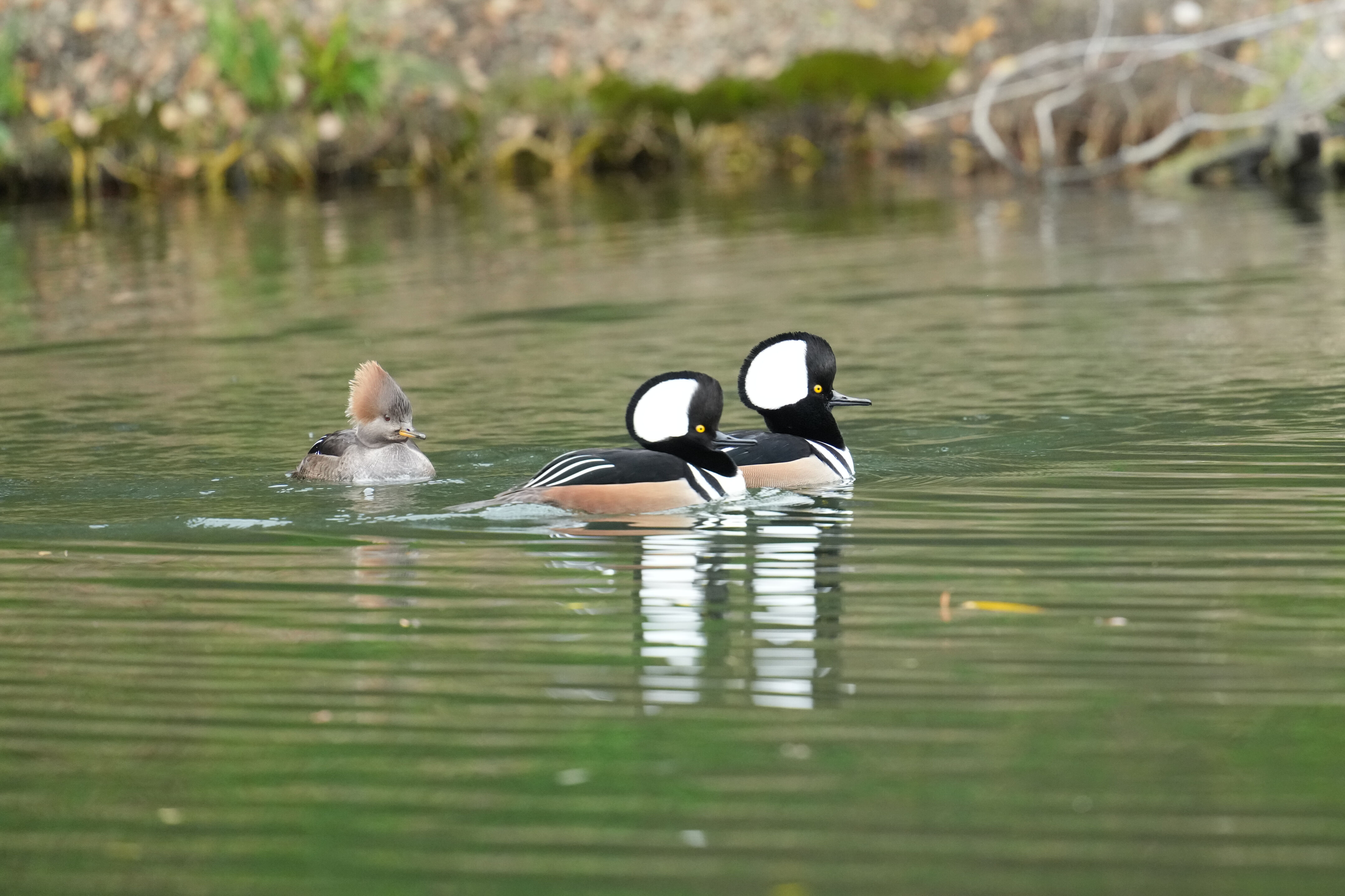 Los Gatos Creek County Park