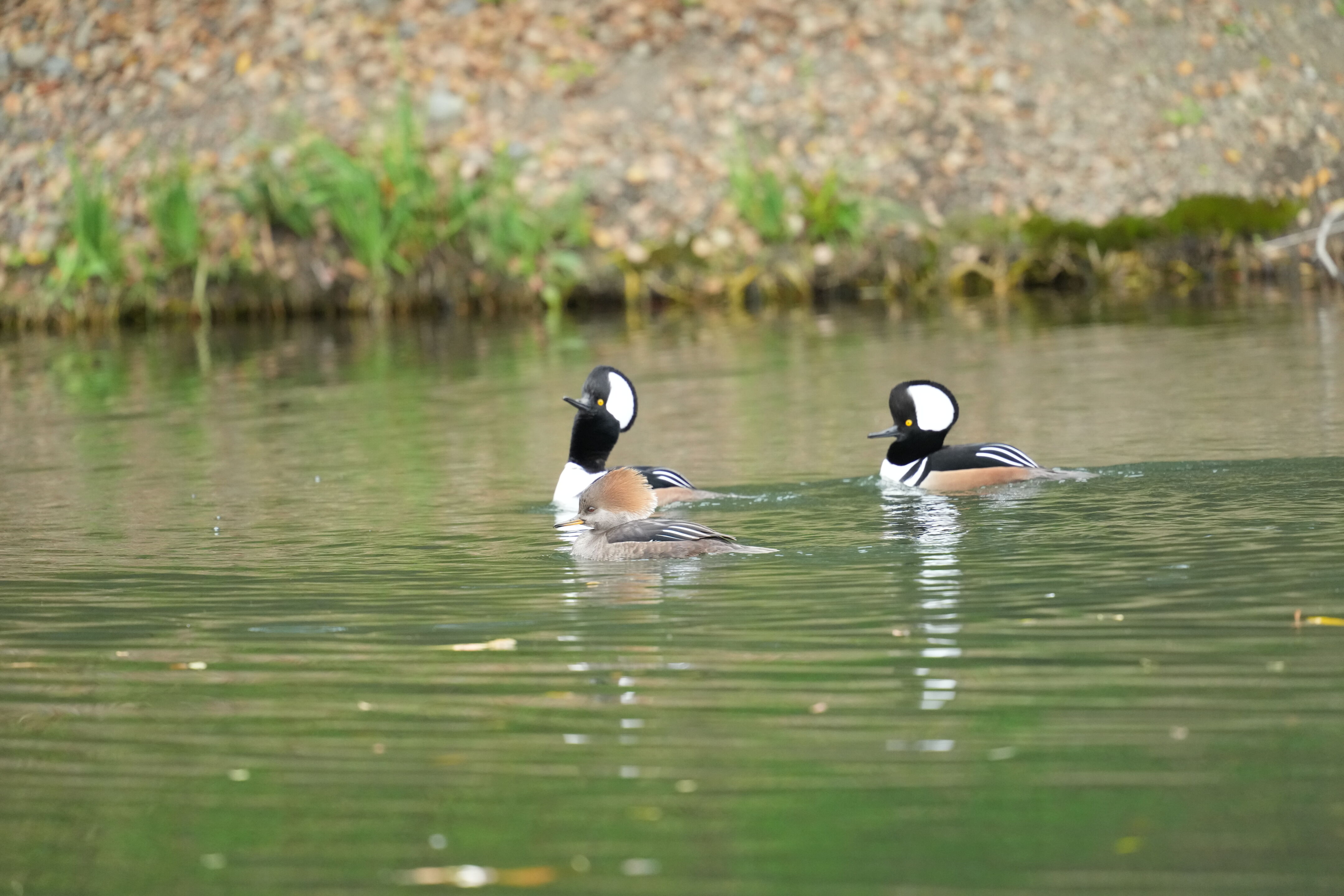 Los Gatos Creek County Park
