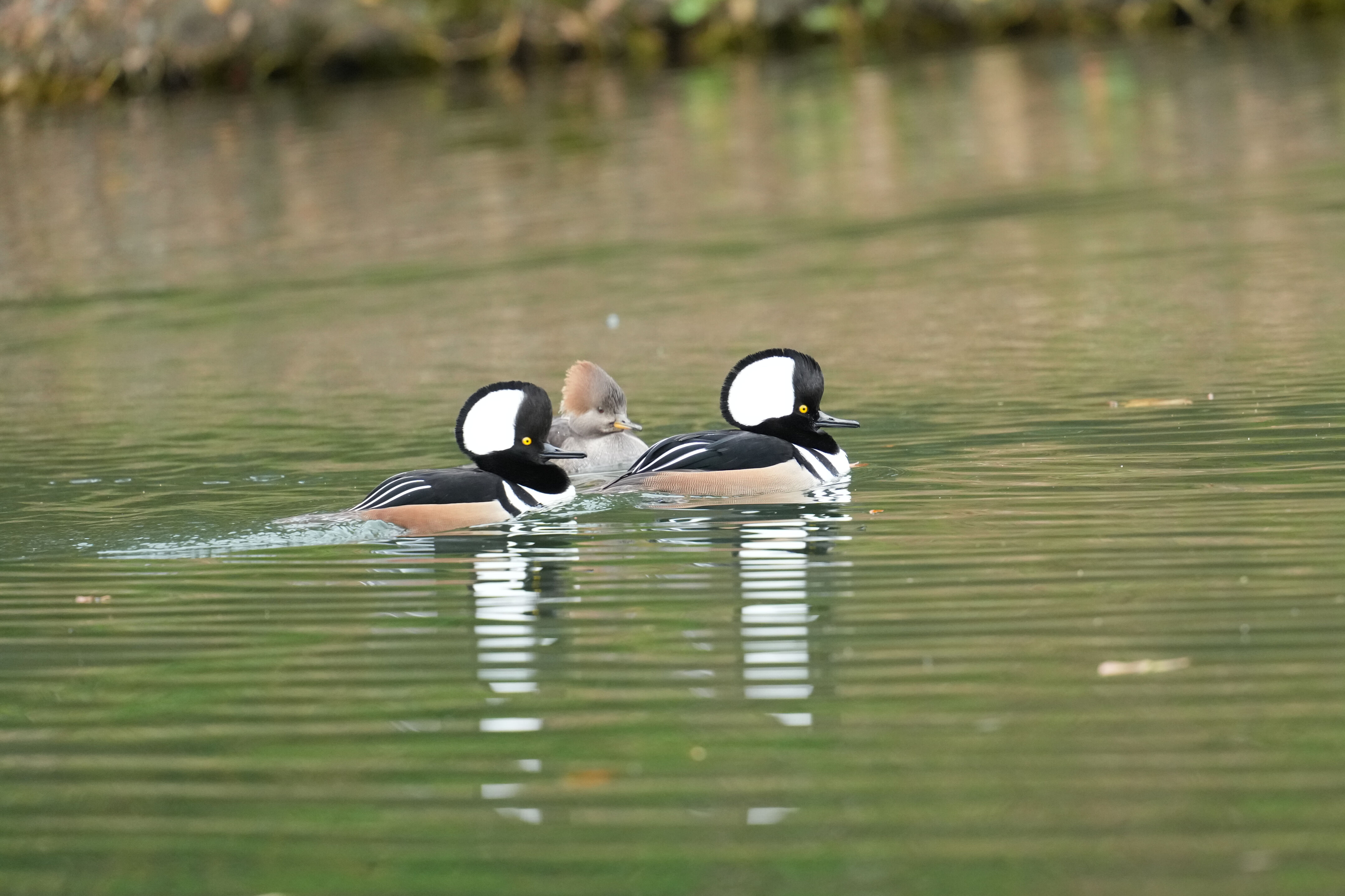 Los Gatos Creek County Park