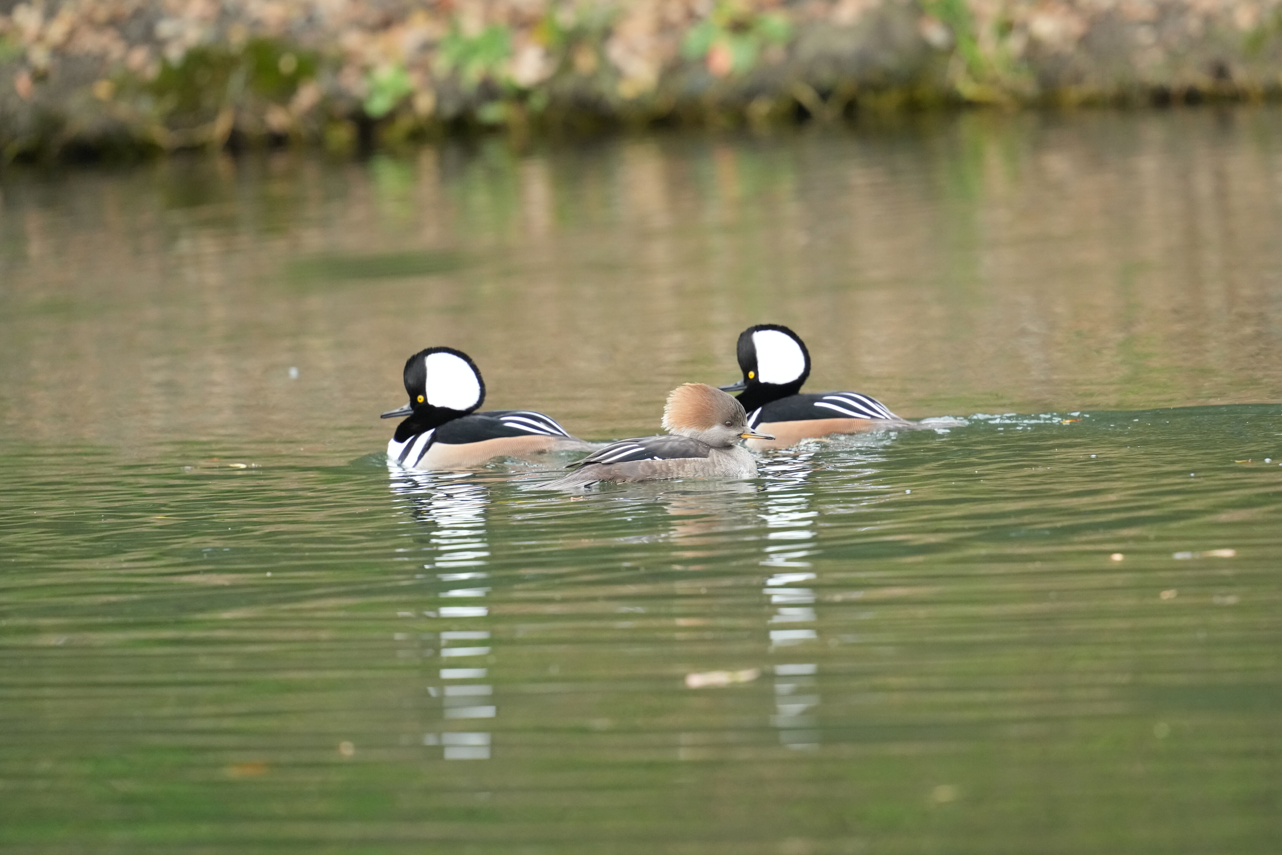 Los Gatos Creek County Park