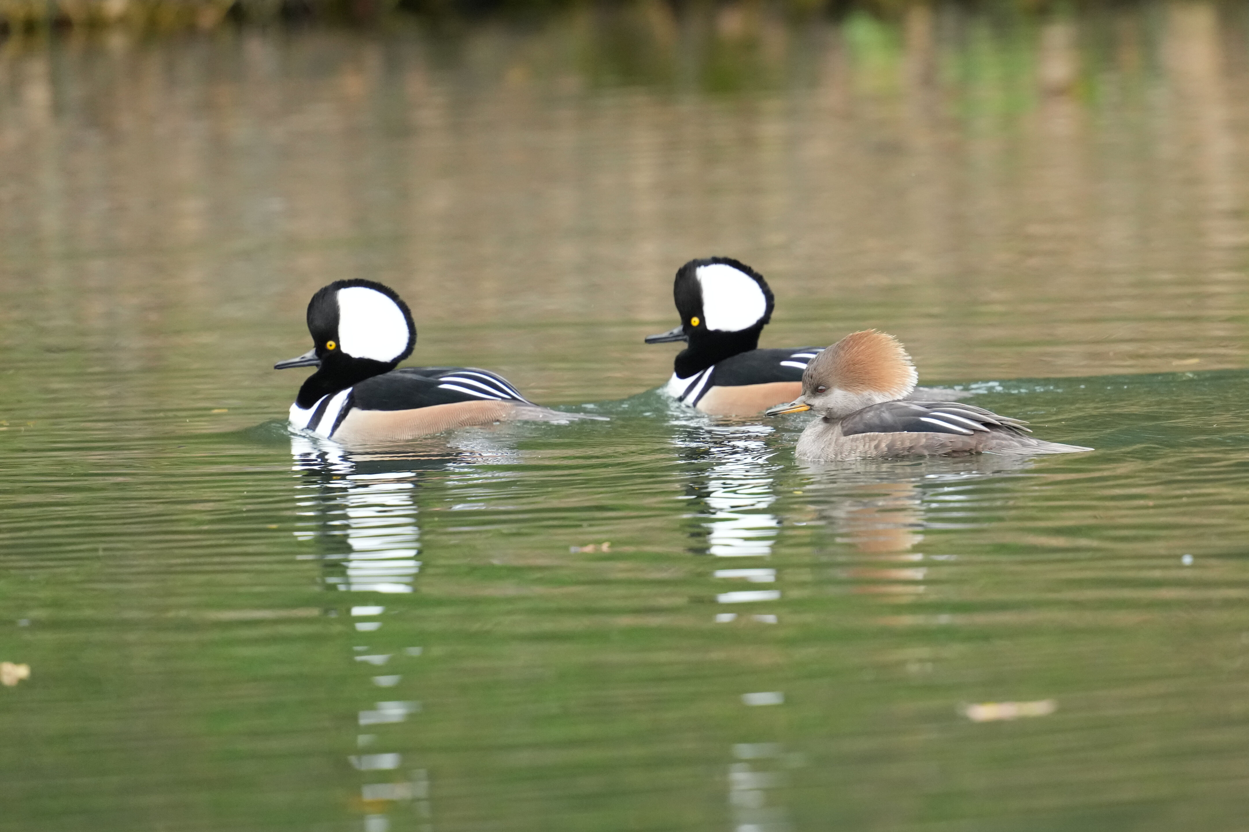 Los Gatos Creek County Park