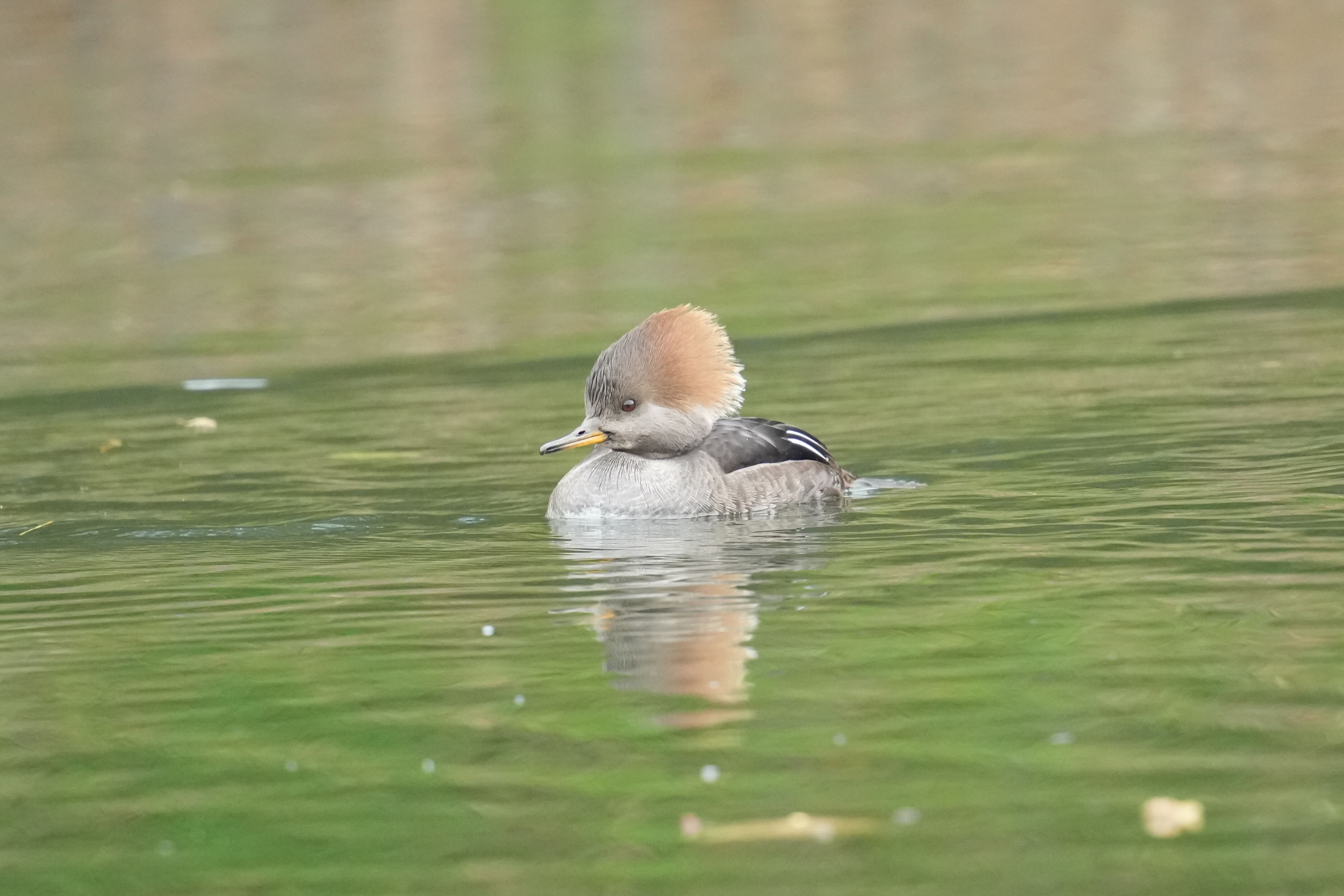 Los Gatos Creek County Park