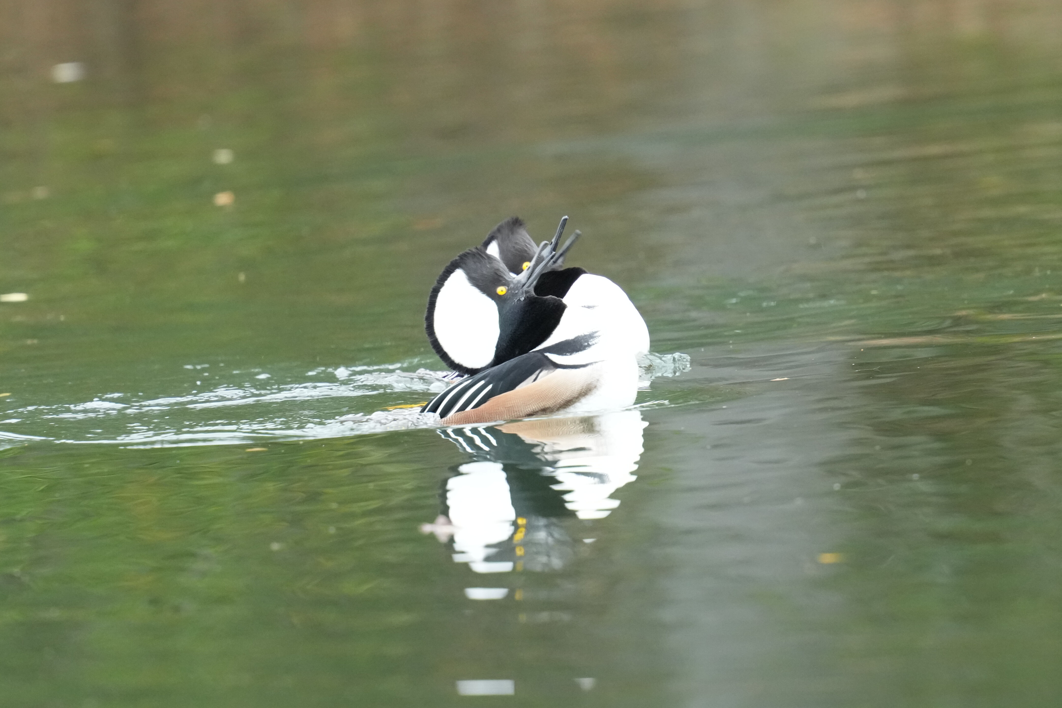 Los Gatos Creek County Park
