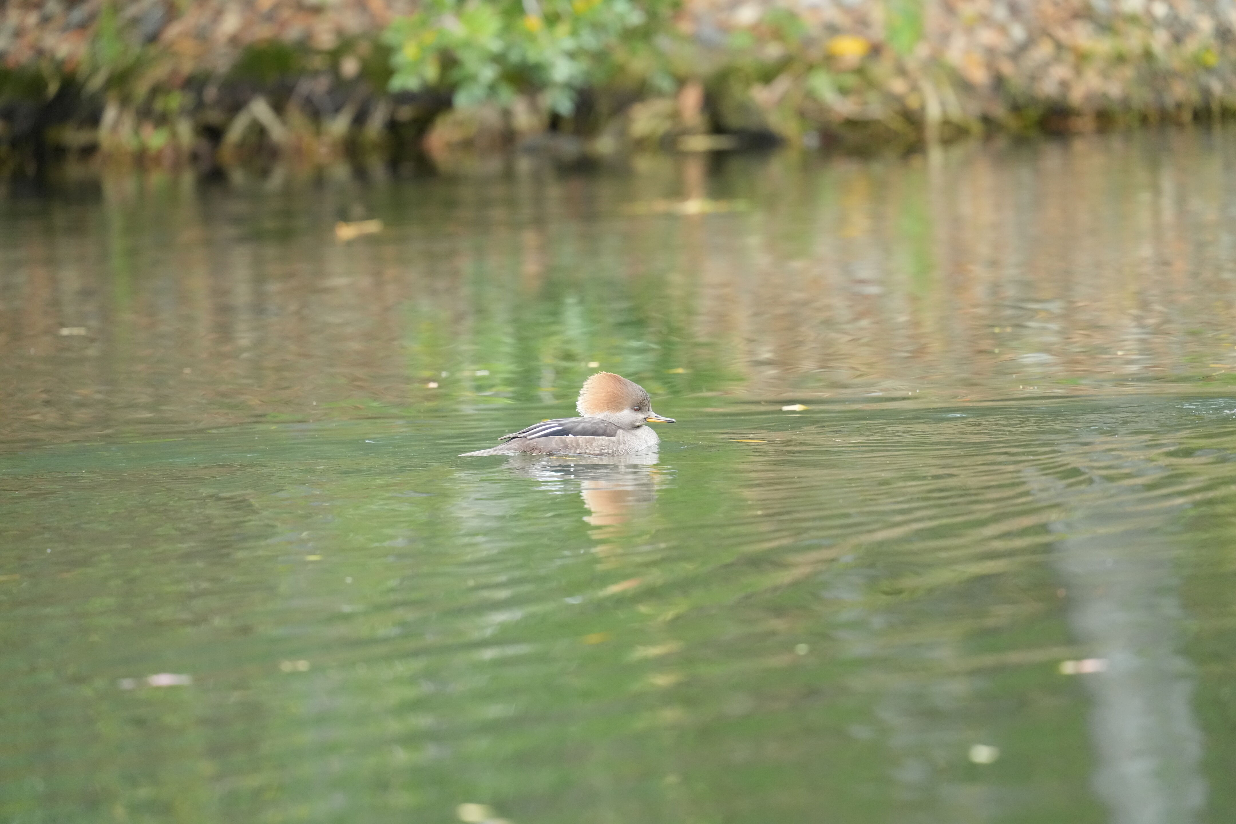 Los Gatos Creek County Park