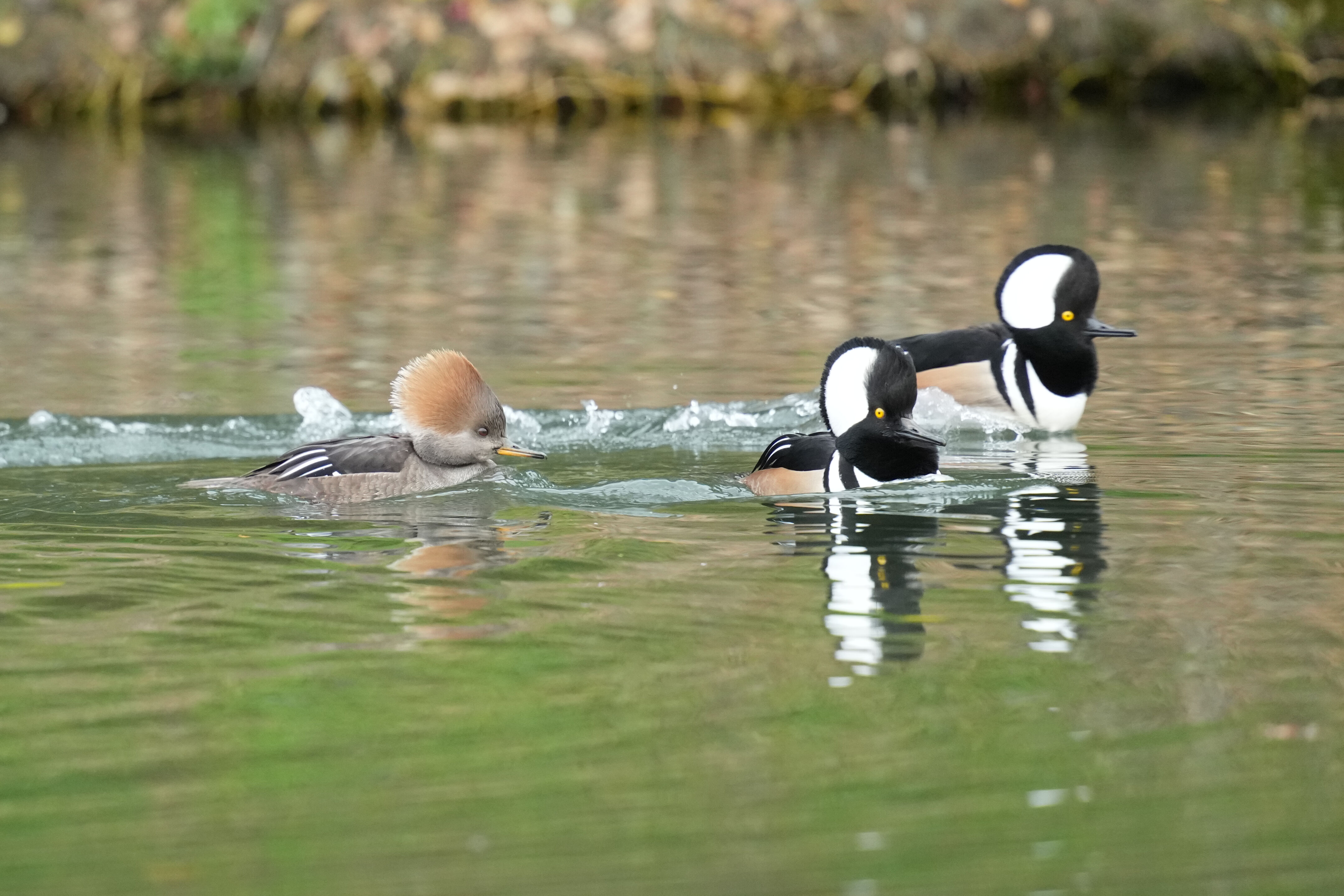 Los Gatos Creek County Park