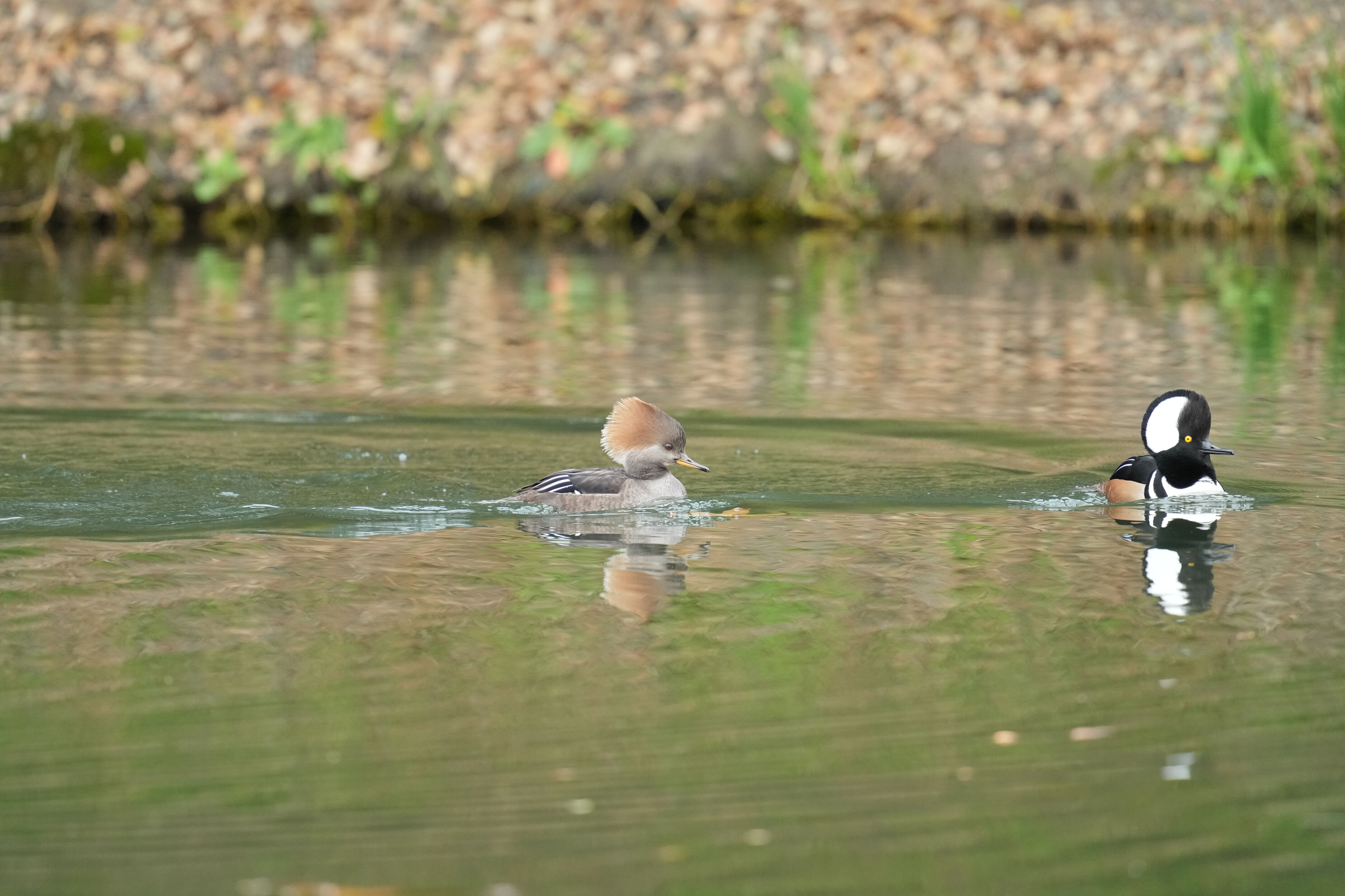 Los Gatos Creek County Park