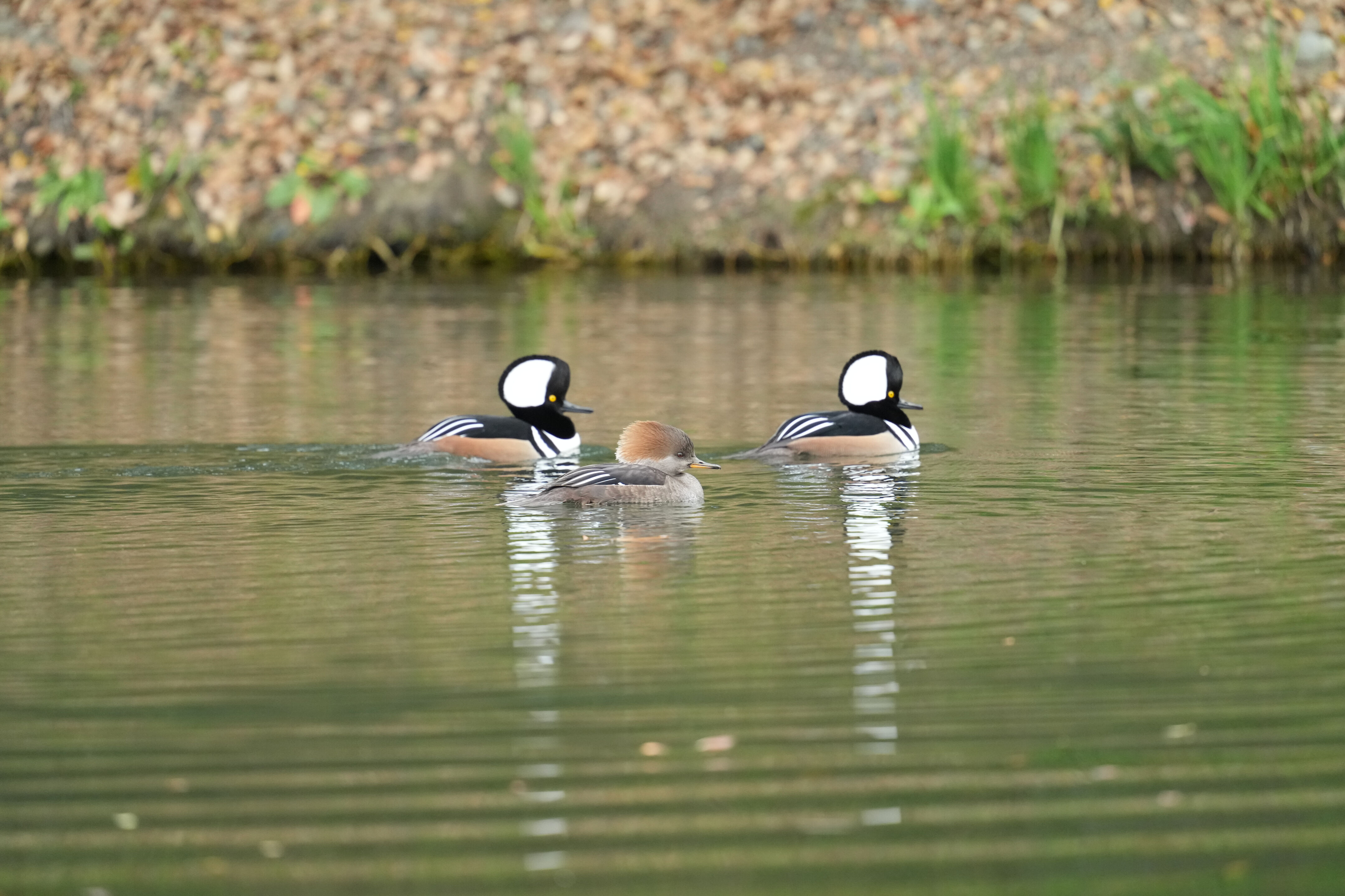 Los Gatos Creek County Park