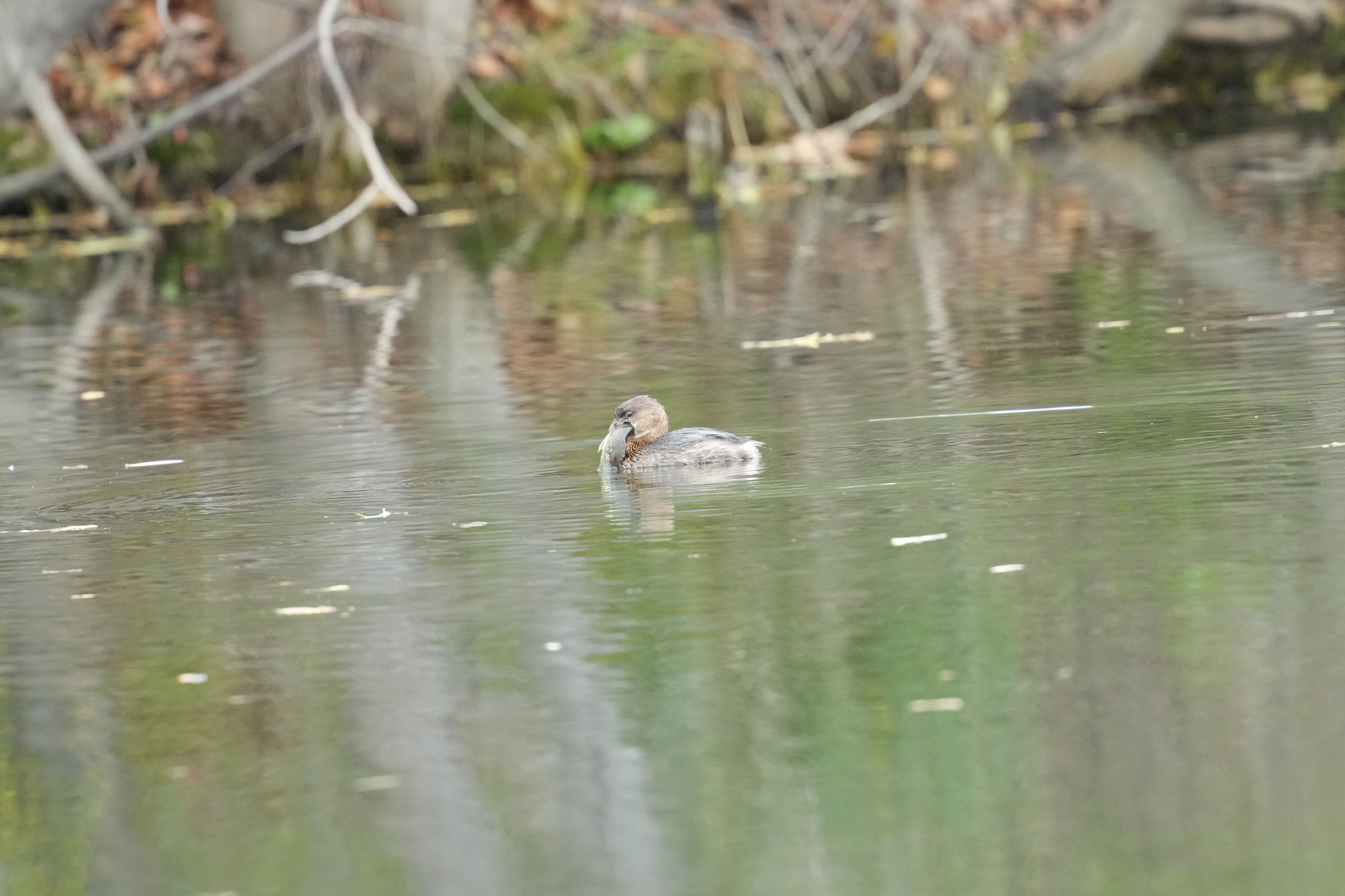 Los Gatos Creek County Park