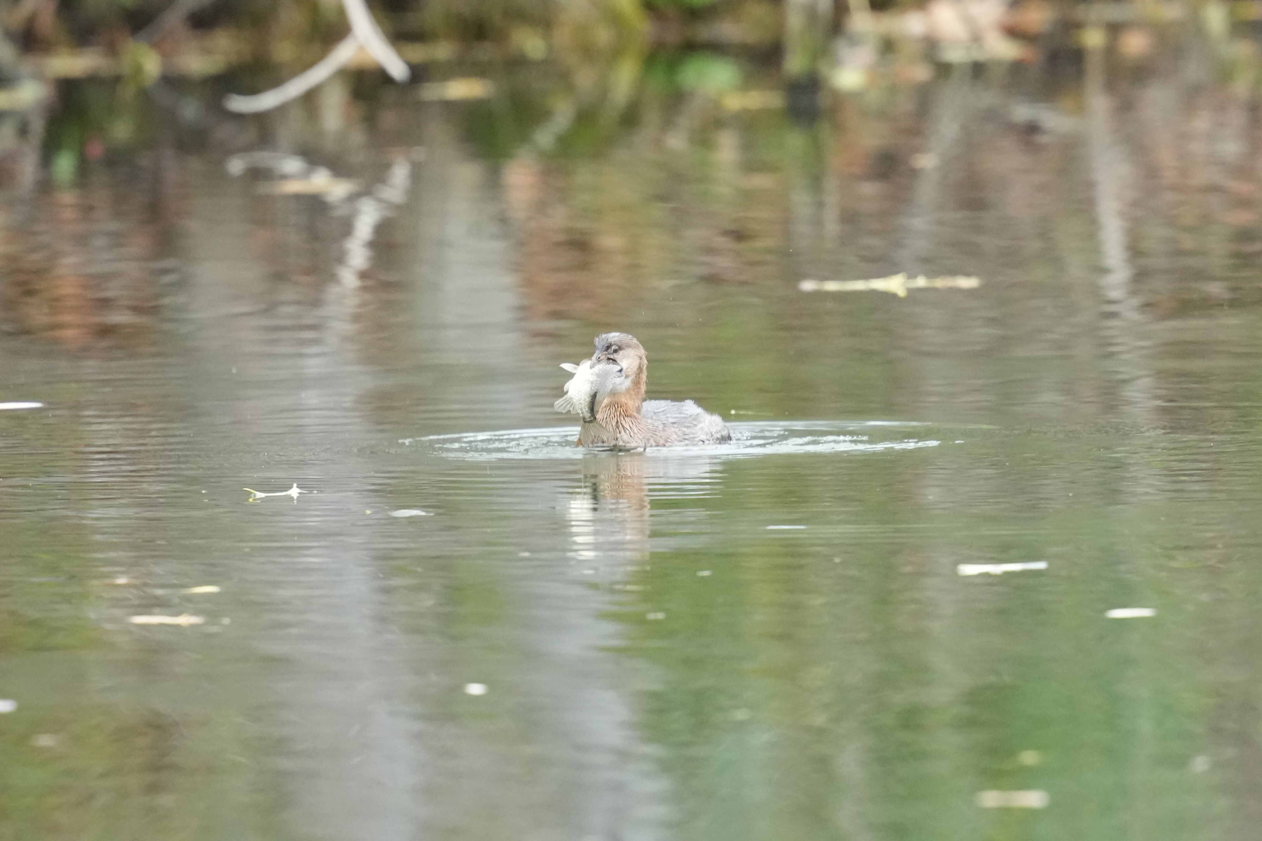 Los Gatos Creek County Park
