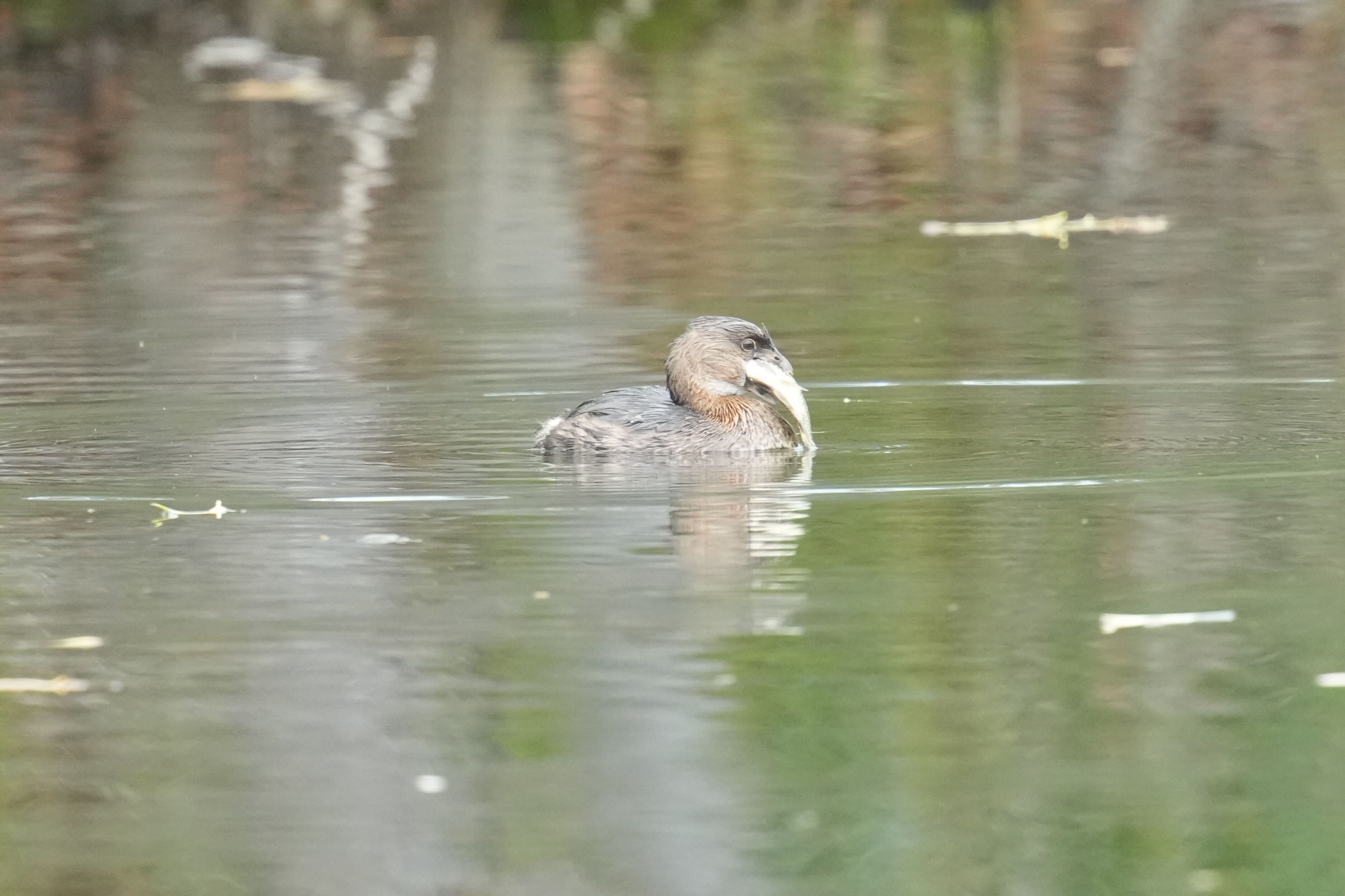 Los Gatos Creek County Park