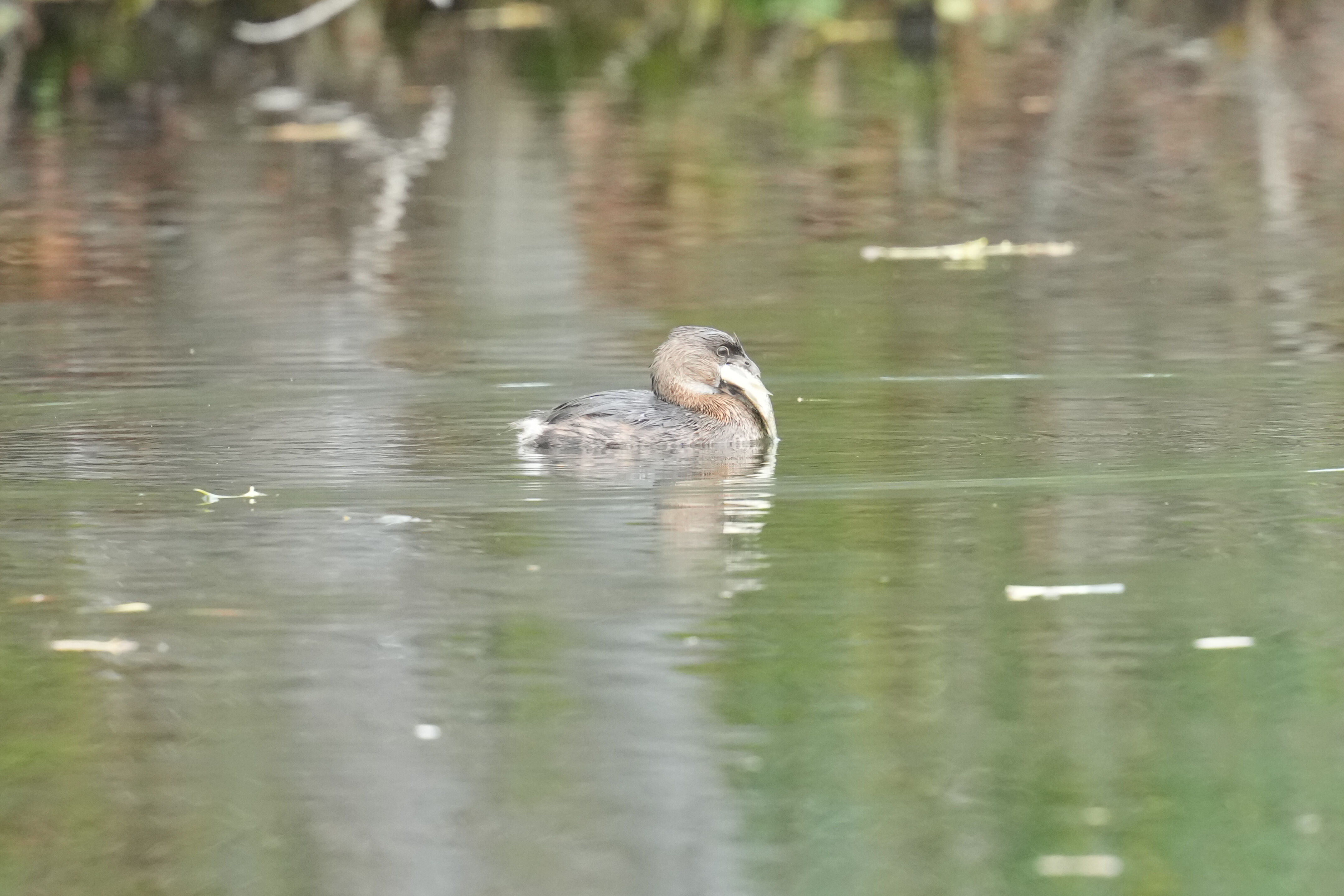 Los Gatos Creek County Park