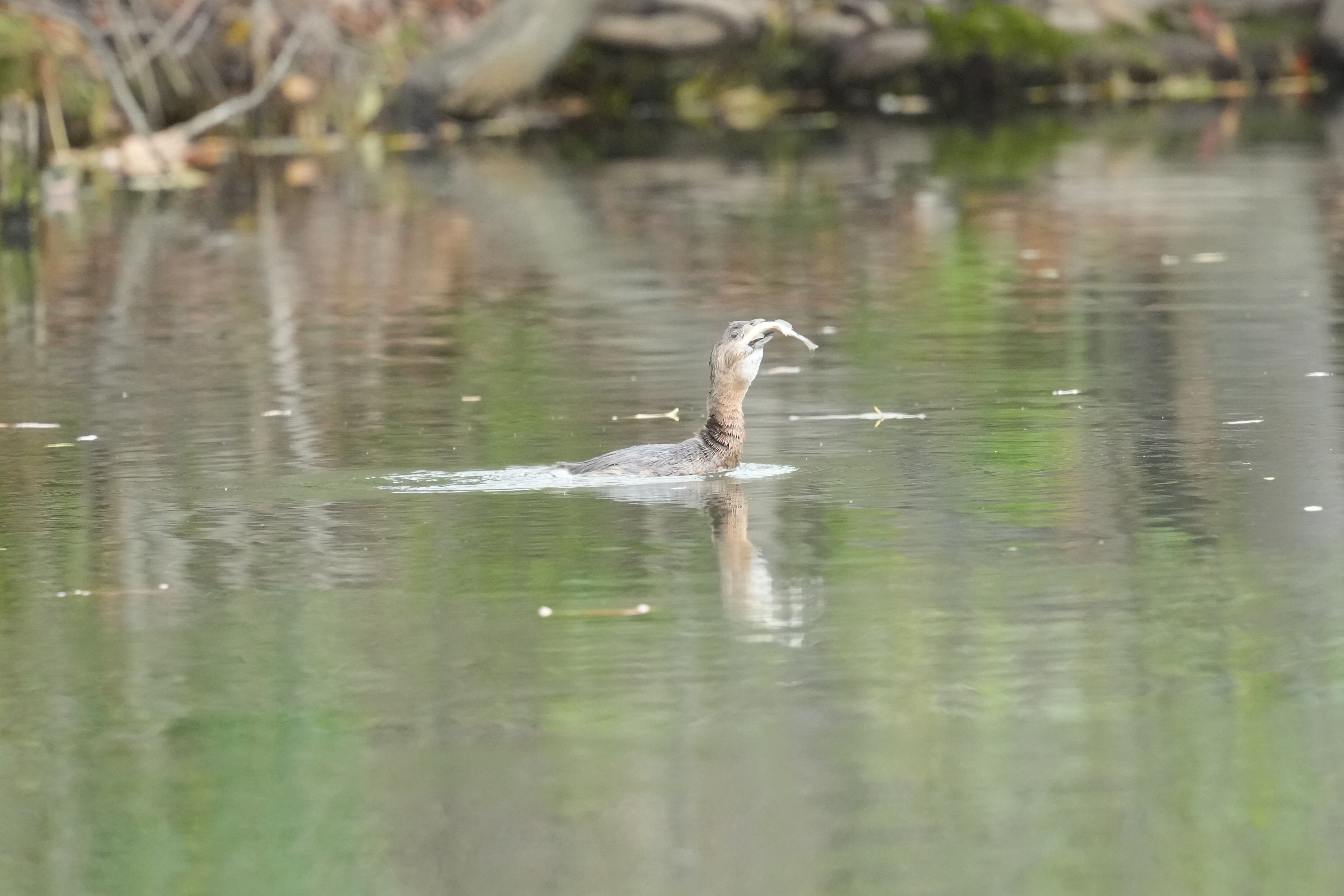 Los Gatos Creek County Park