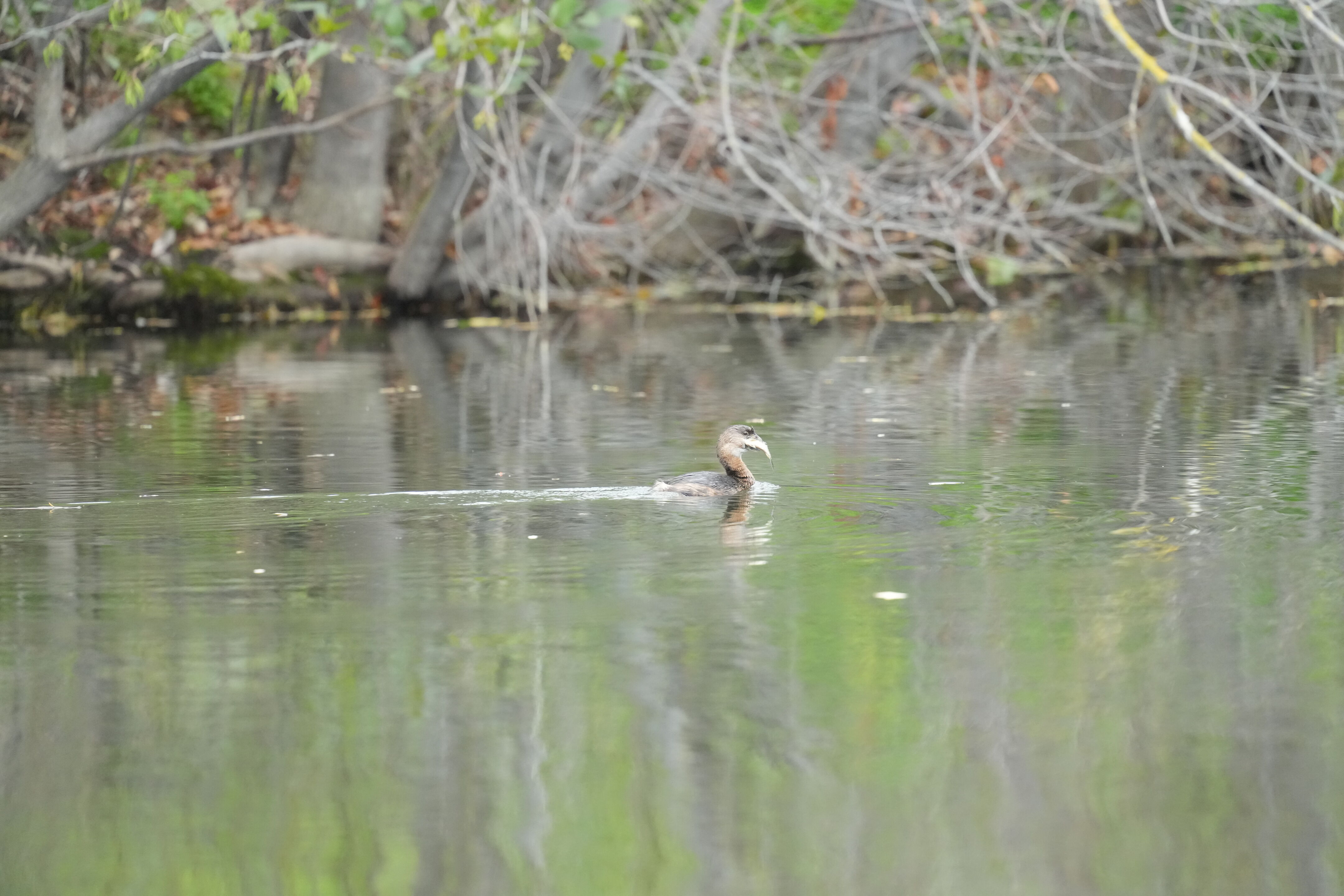 Los Gatos Creek County Park