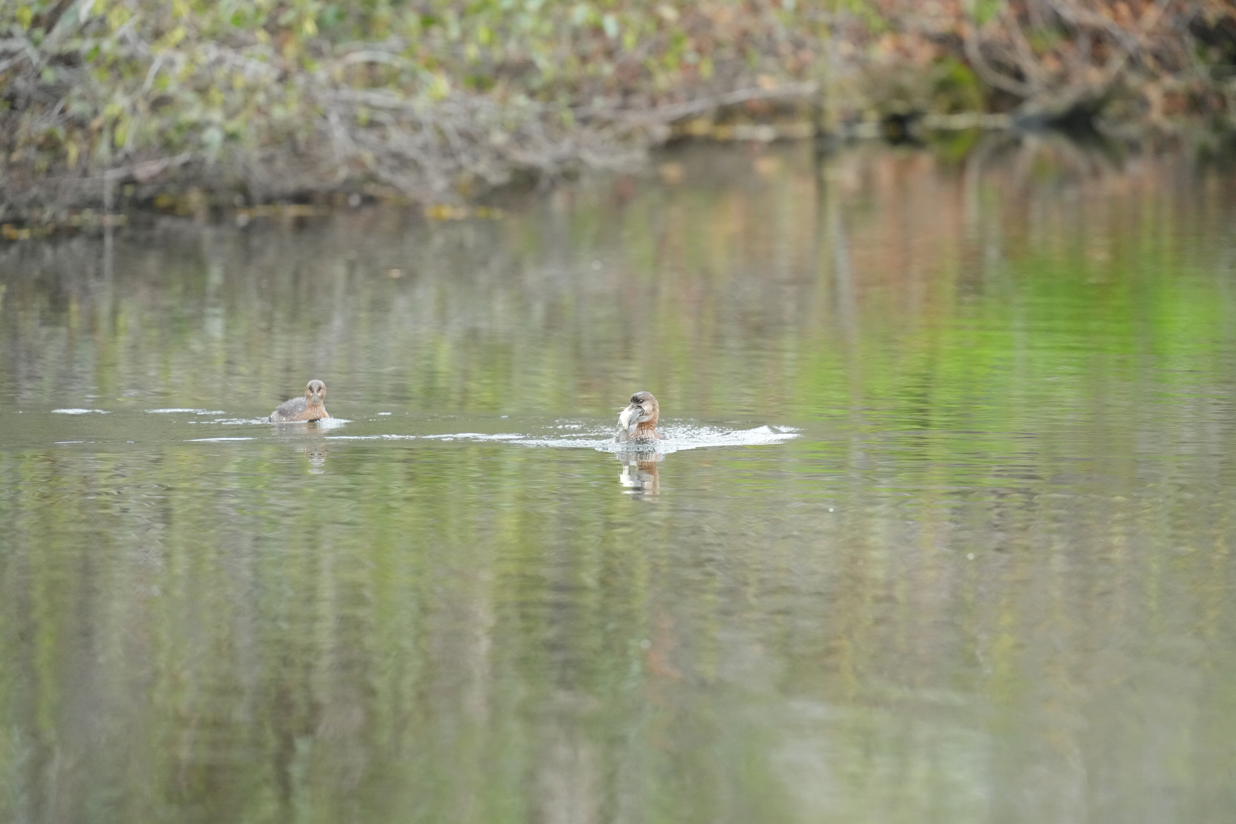 Los Gatos Creek County Park