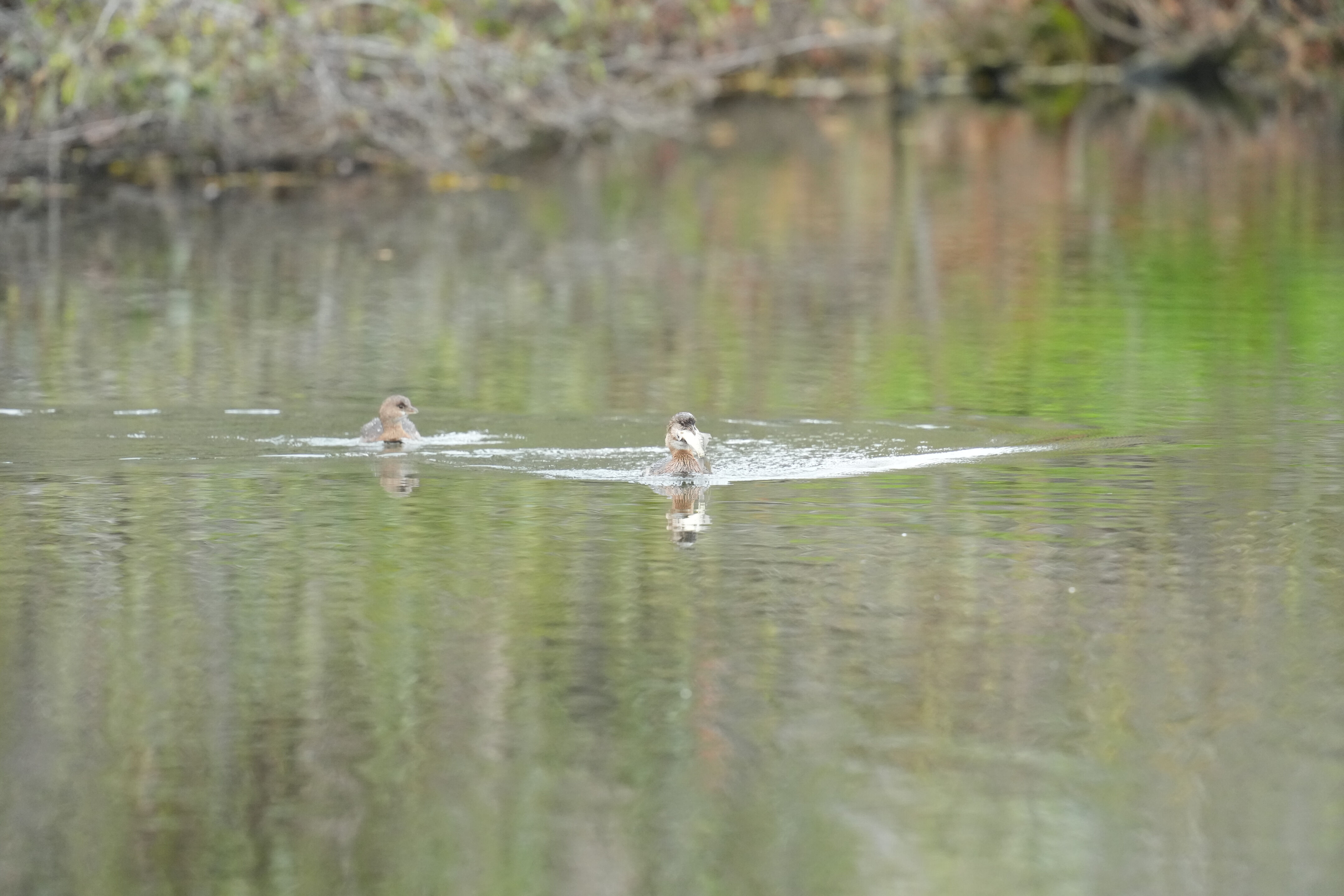 Los Gatos Creek County Park